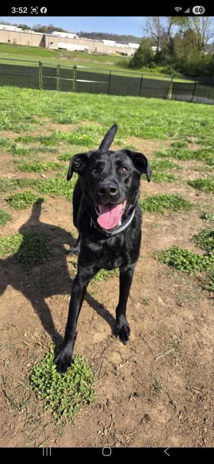 Beau, Adoptable, Adult Male Mixed Breed & Mixed Breed.
