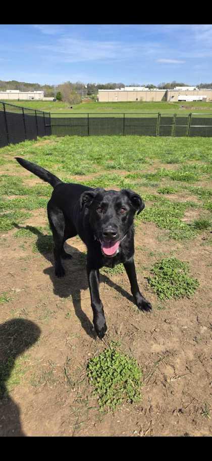 Enlarge Beau, a Adoptable mixed breed in Sevierville, TN image 2/3