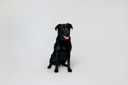 Enlarge Beau, a Adoptable mixed breed in Sevierville, TN image 3/3
