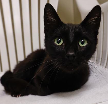 Lizzy, Adoptable, Young Female Domestic Short Hair & Domestic Short Hair.