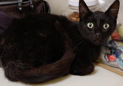 Lizzy, a Adoptable mixed breed in Baraboo, WI image 2/3