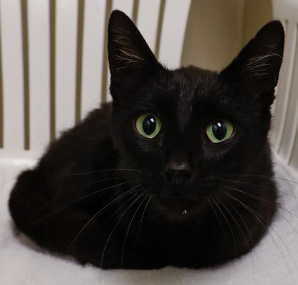 Lizzy, a Adoptable mixed breed in Baraboo, WI image 3/3