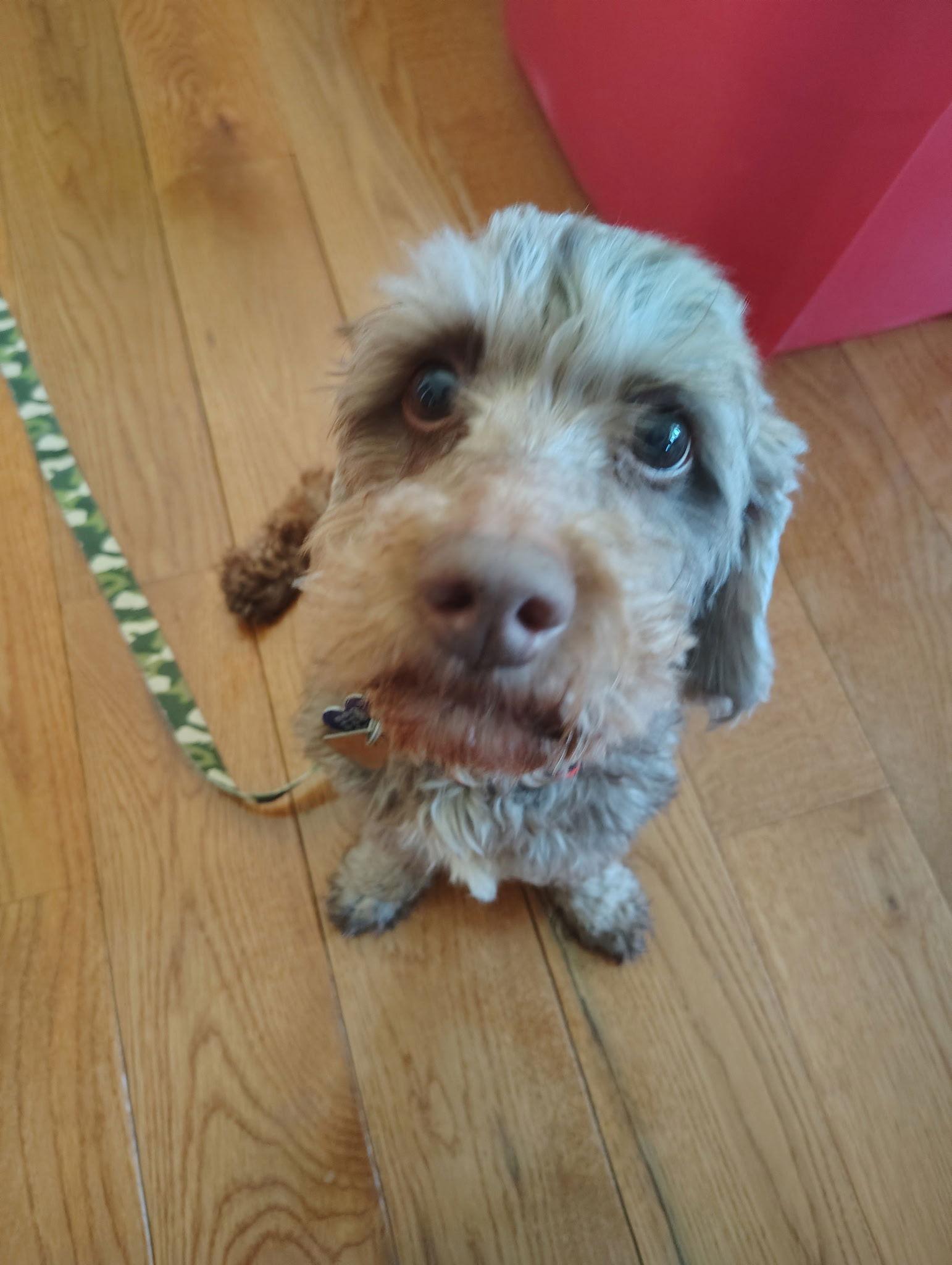 Ricky - Fairfield, a Adoptable mixed breed in Pataskala, OH image 1/3