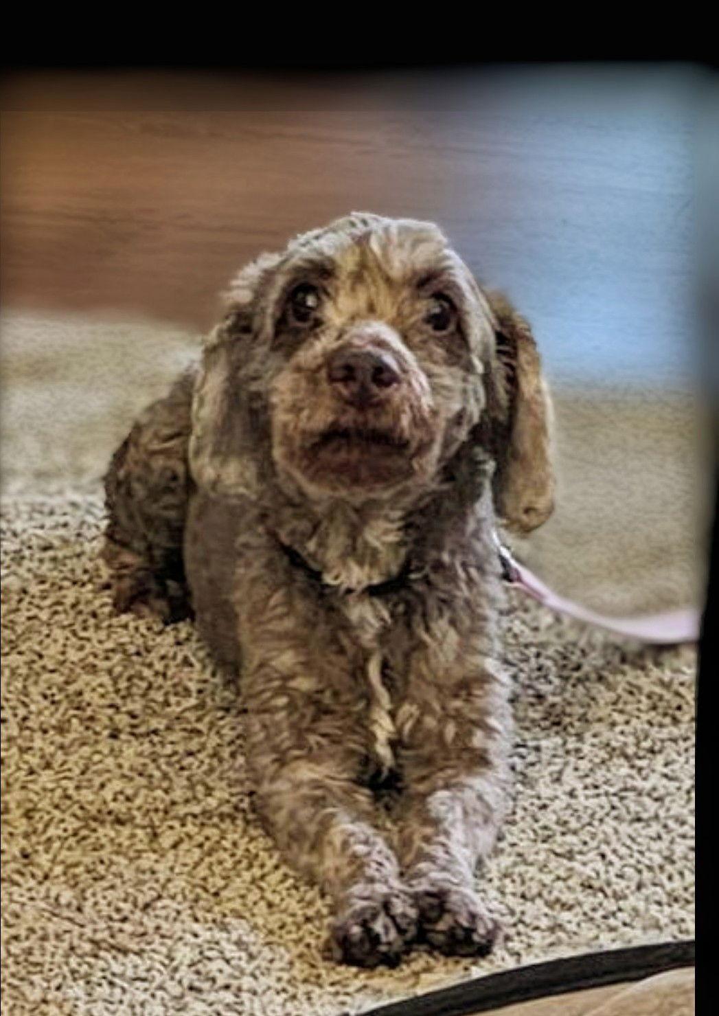 Ricky - Fairfield, Adoptable, Adult Male Cockapoo & Poodle.