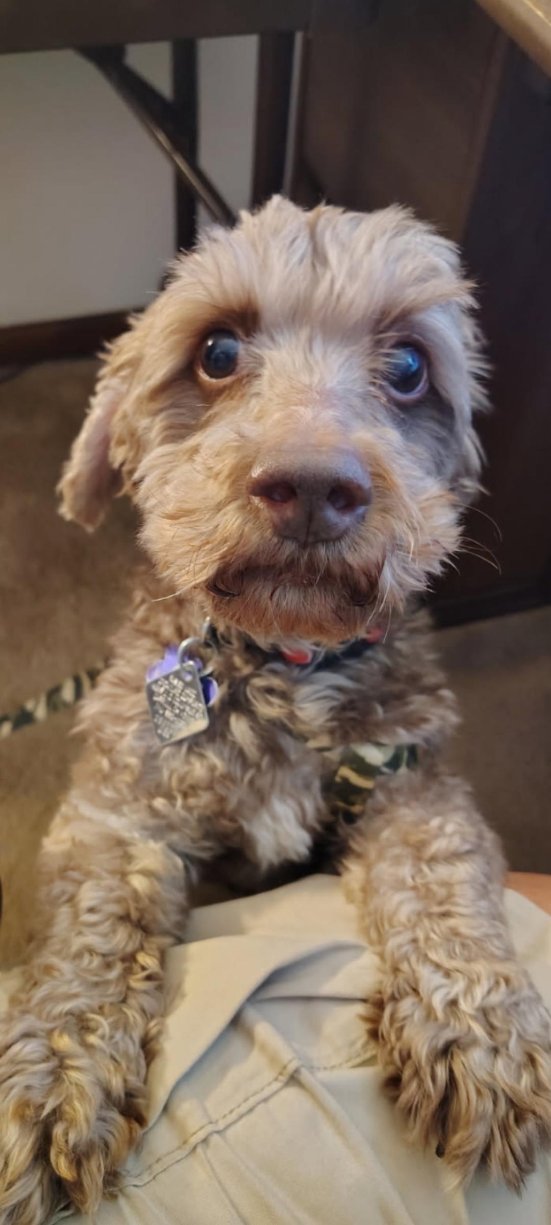 Ricky - Fairfield, a Adoptable mixed breed in Pataskala, OH image 2/3