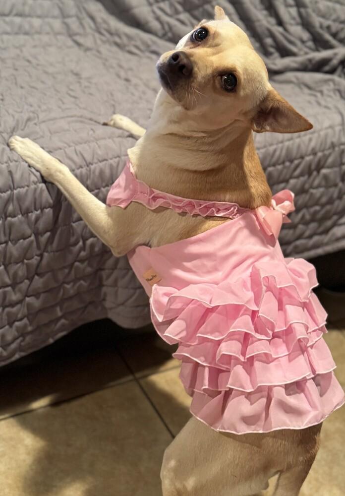 Enlarge Barbie PKA Beatrix AKA Bea, a Adoptable mixed breed in Dallas, TX image 1/6