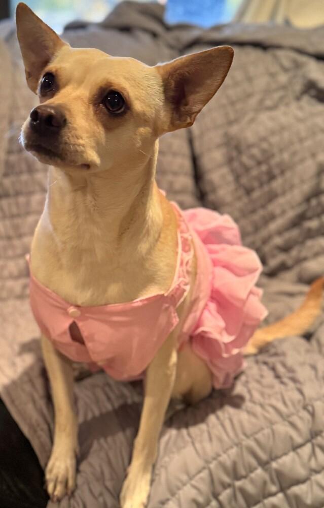 Enlarge Barbie PKA Beatrix AKA Bea, a Adoptable mixed breed in Dallas, TX image 2/6