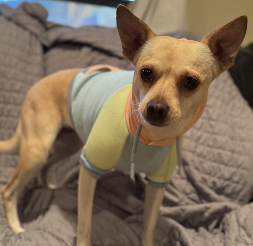 Enlarge Barbie PKA Beatrix AKA Bea, a Adoptable mixed breed in Dallas, TX image 3/6