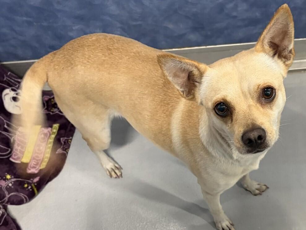 Enlarge Barbie PKA Beatrix AKA Bea, a Adoptable mixed breed in Dallas, TX image 4/6