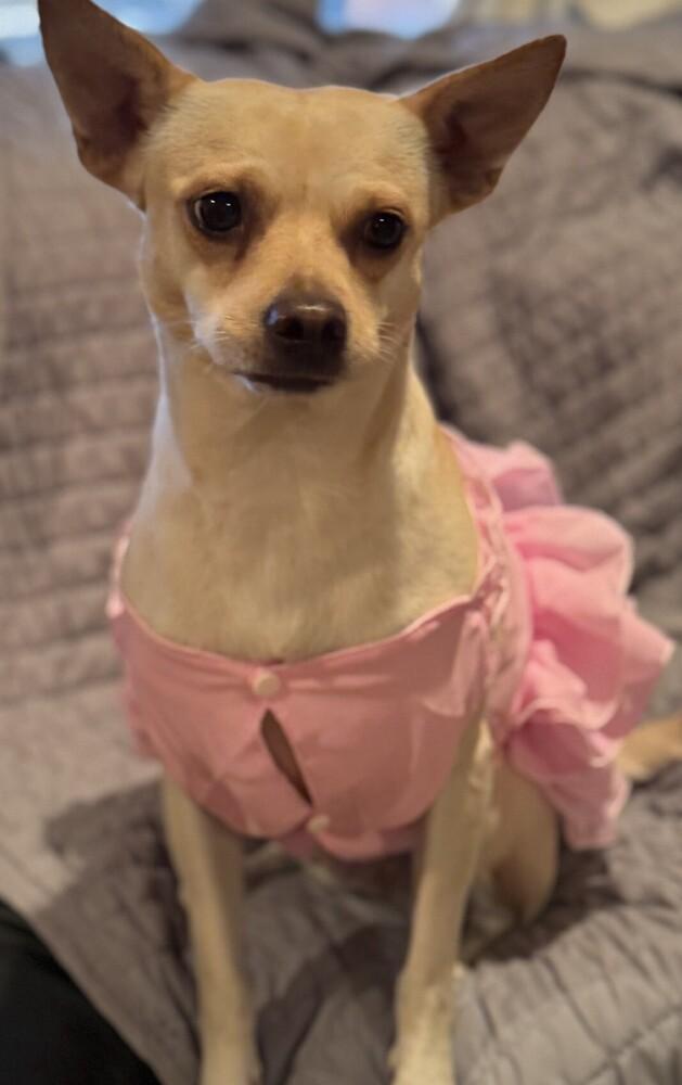 Barbie PKA Beatrix AKA Bea, Adoptable, Adult Female Chihuahua & Terrier.