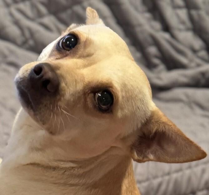 Enlarge Barbie PKA Beatrix AKA Bea, a Adoptable mixed breed in Dallas, TX image 6/6