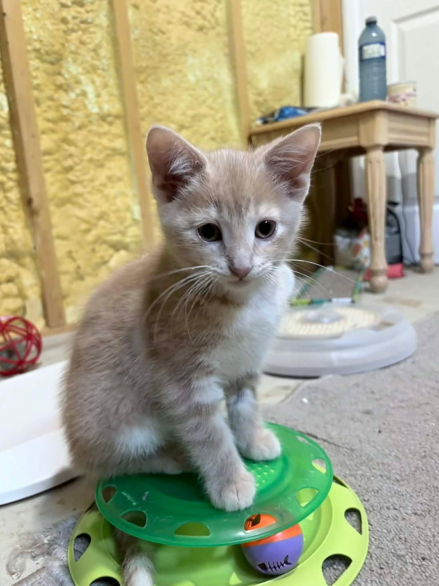 Toffee, an adopted Domestic Short Hair in Shakespeare, ON image 3/6