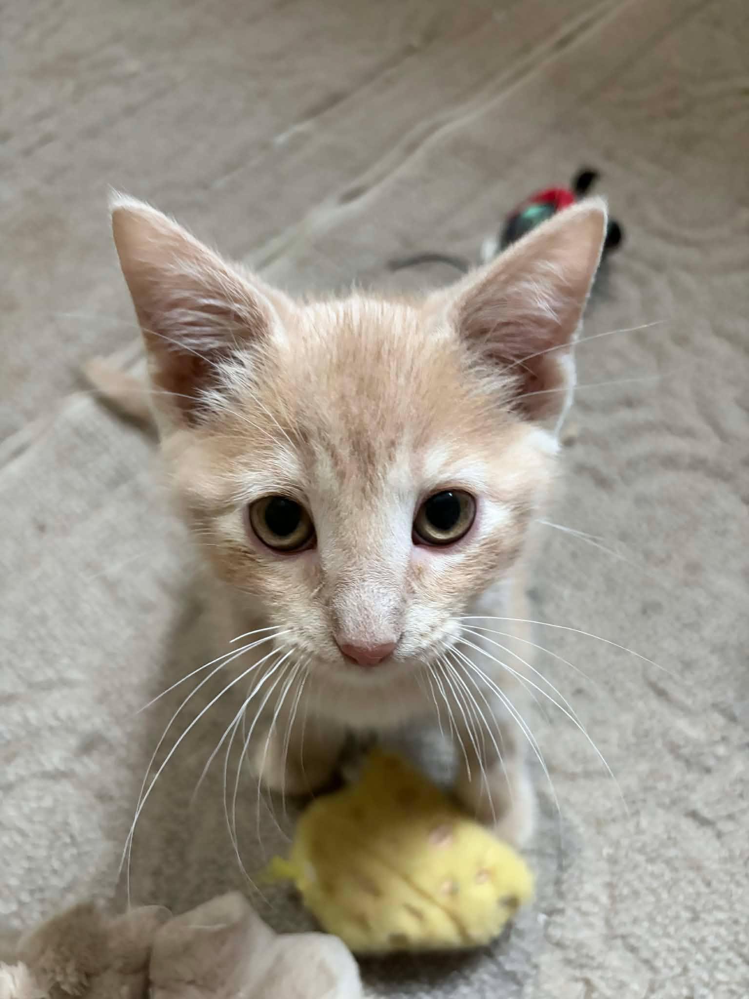 Toffee, an adopted Domestic Short Hair in Shakespeare, ON image 6/6