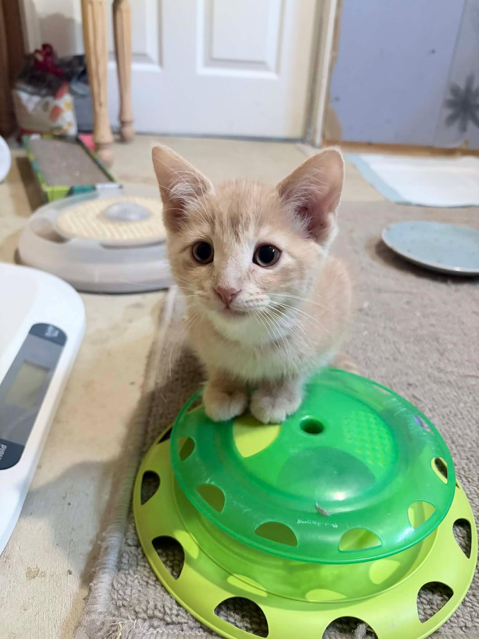 Toffee, an adopted Domestic Short Hair in Shakespeare, ON image 5/6