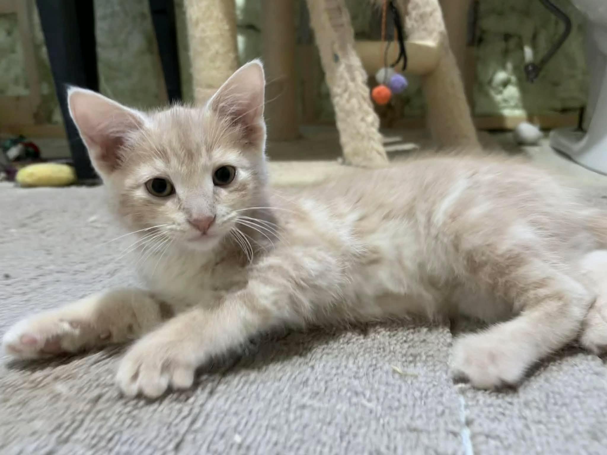 Toffee, adopted, Kitten Female Domestic Short Hair.