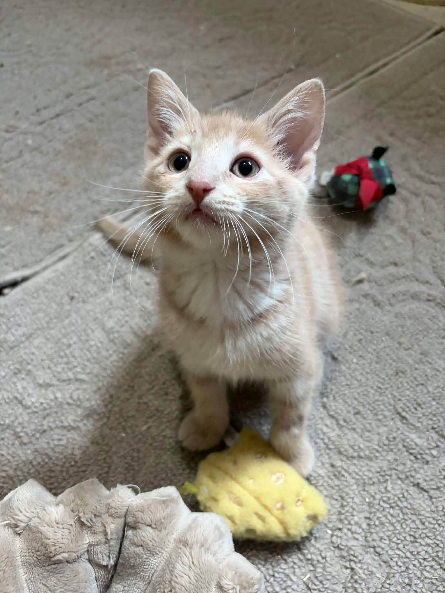Toffee, an adopted Domestic Short Hair in Shakespeare, ON image 4/6