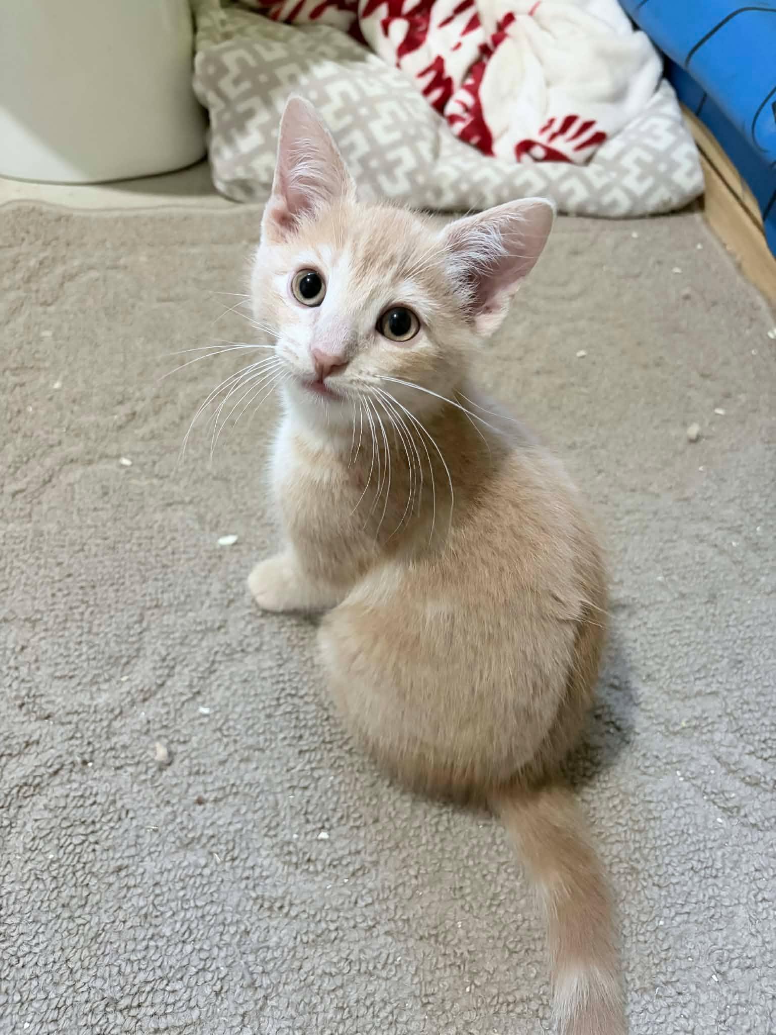 Toffee, an adopted Domestic Short Hair in Shakespeare, ON image 2/6