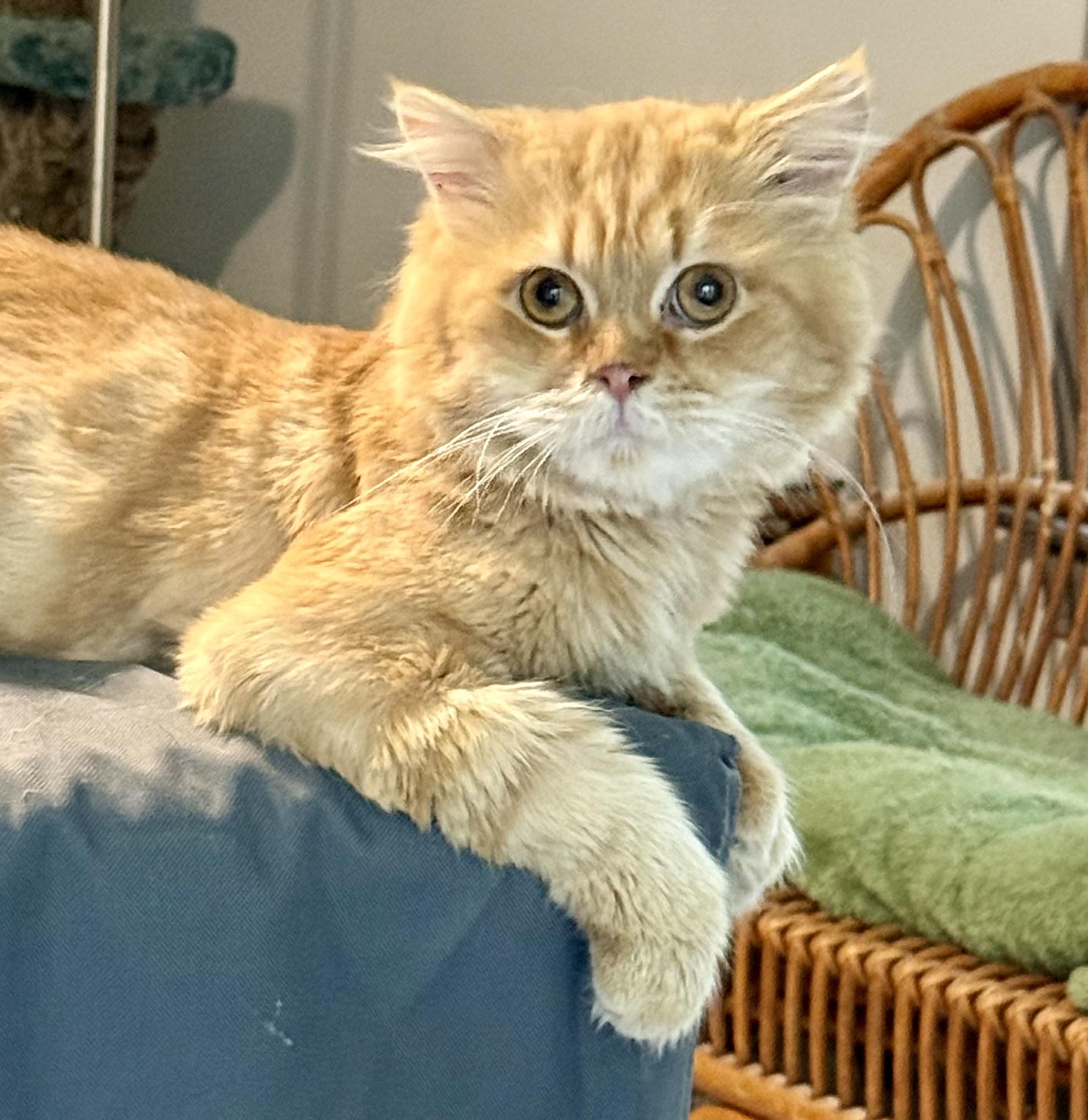 Fabulous Elvis- Orange Dream (videos), a ADOPTABLE mixed breed in Woodbridge, VA image 1/6