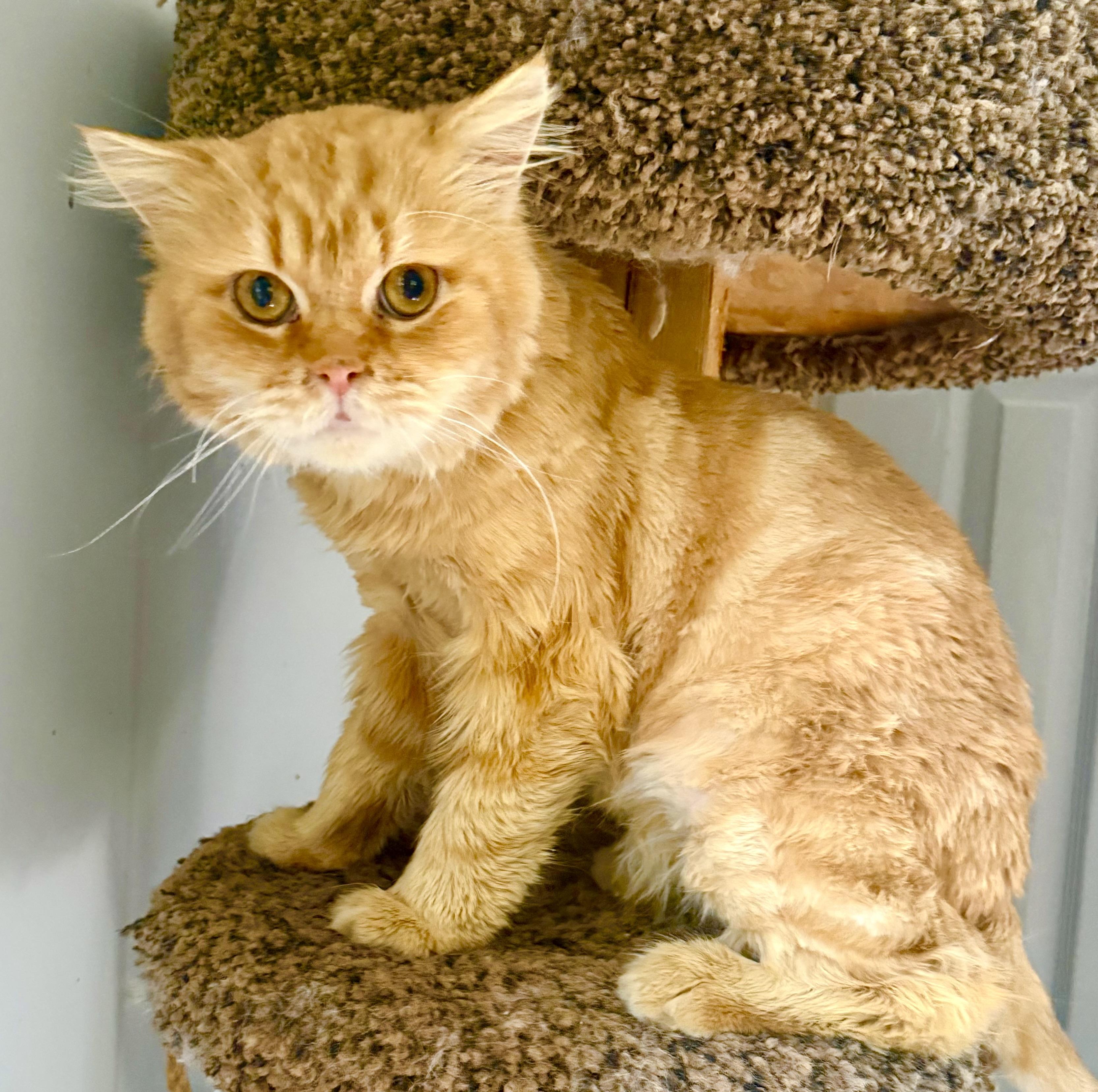 Fabulous Elvis- Orange Dream (videos), a ADOPTABLE mixed breed in Woodbridge, VA image 2/6
