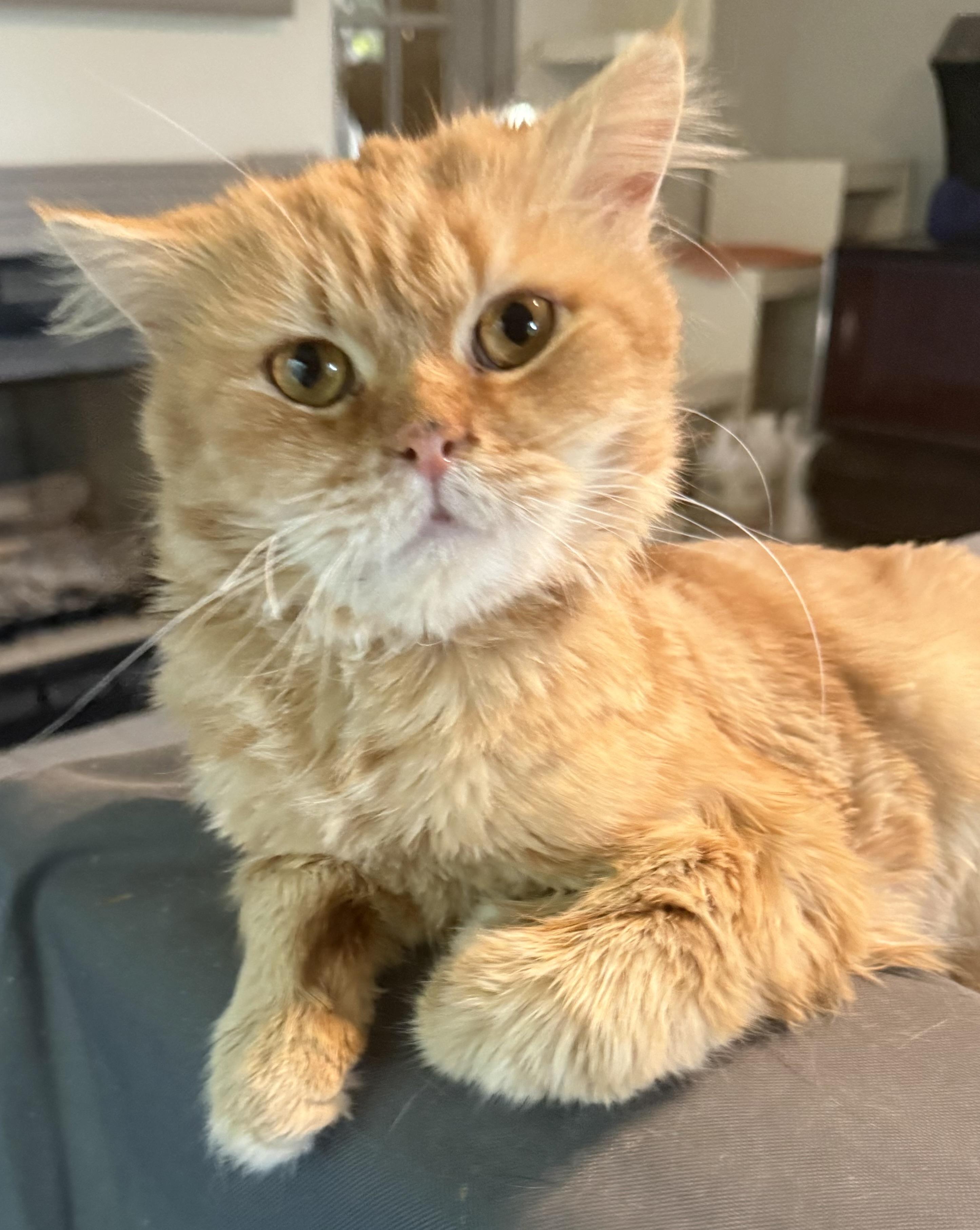 Fabulous Elvis- Orange Dream (videos), a ADOPTABLE mixed breed in Woodbridge, VA image 4/6