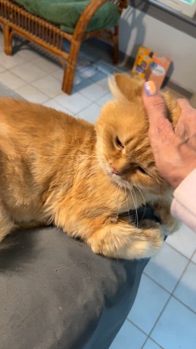 Enlarge Fabulous Elvis- Orange Dream (videos), a ADOPTABLE mixed breed in Woodbridge, VA video 5/6