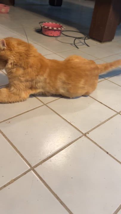 Enlarge Fabulous Elvis- Orange Dream (videos), a ADOPTABLE mixed breed in Woodbridge, VA video 3/6