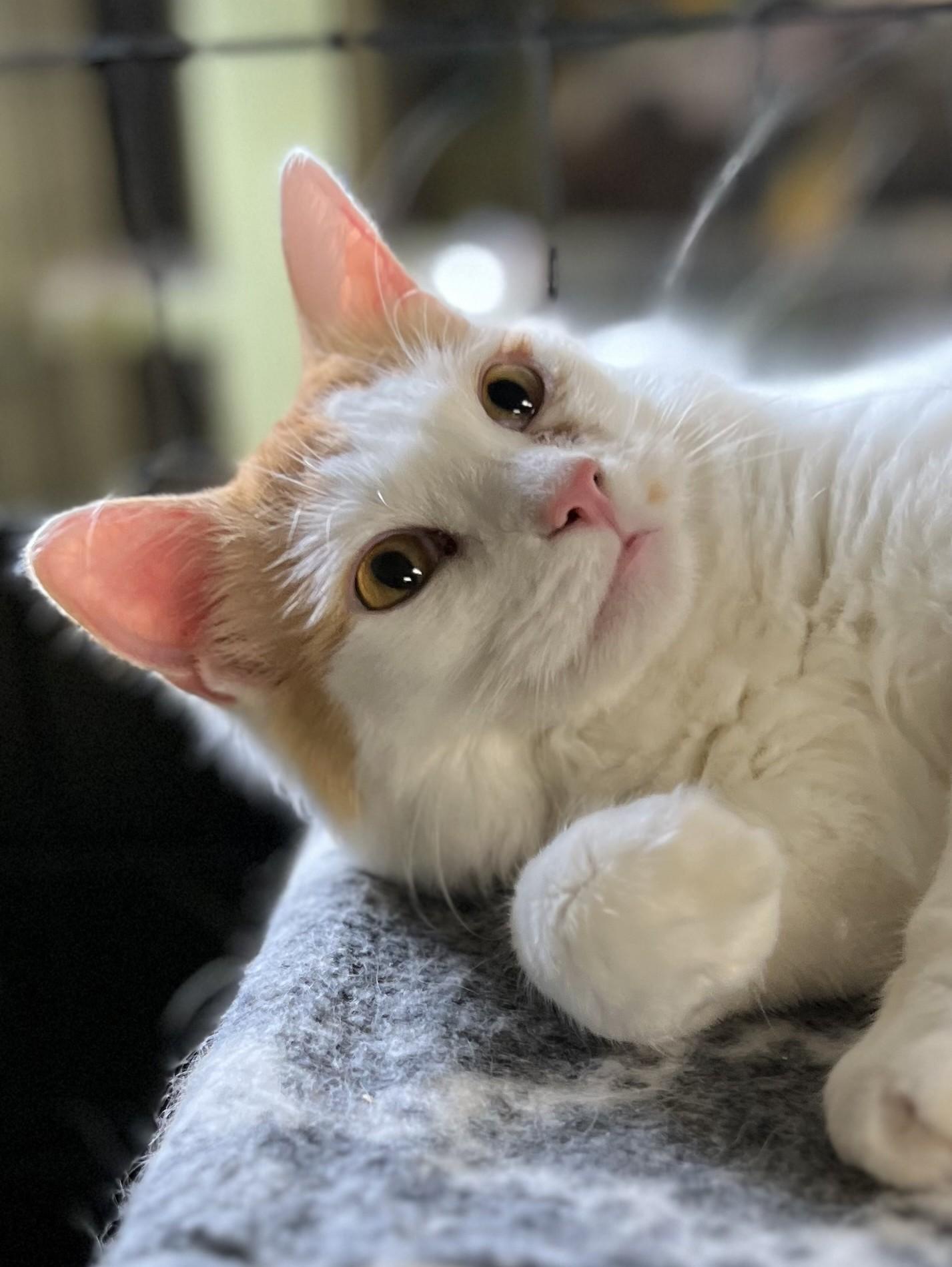 Crockett, Adoptable, Adult Male Domestic Long Hair.