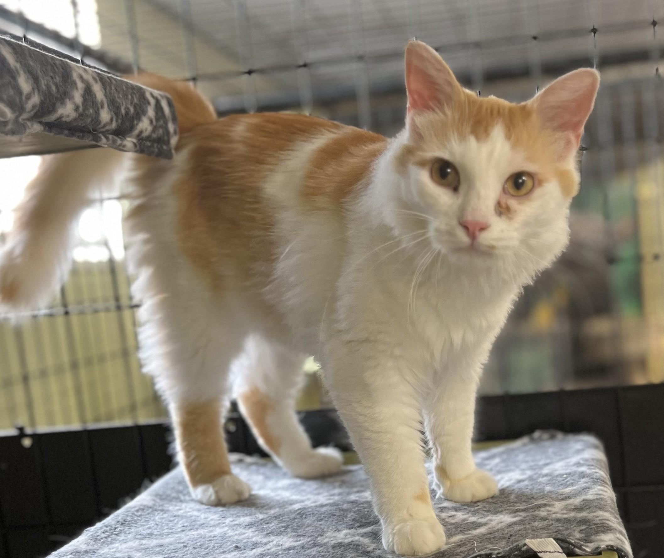 Enlarge Crockett, a Adoptable mixed breed in Holland, MI image 3/4