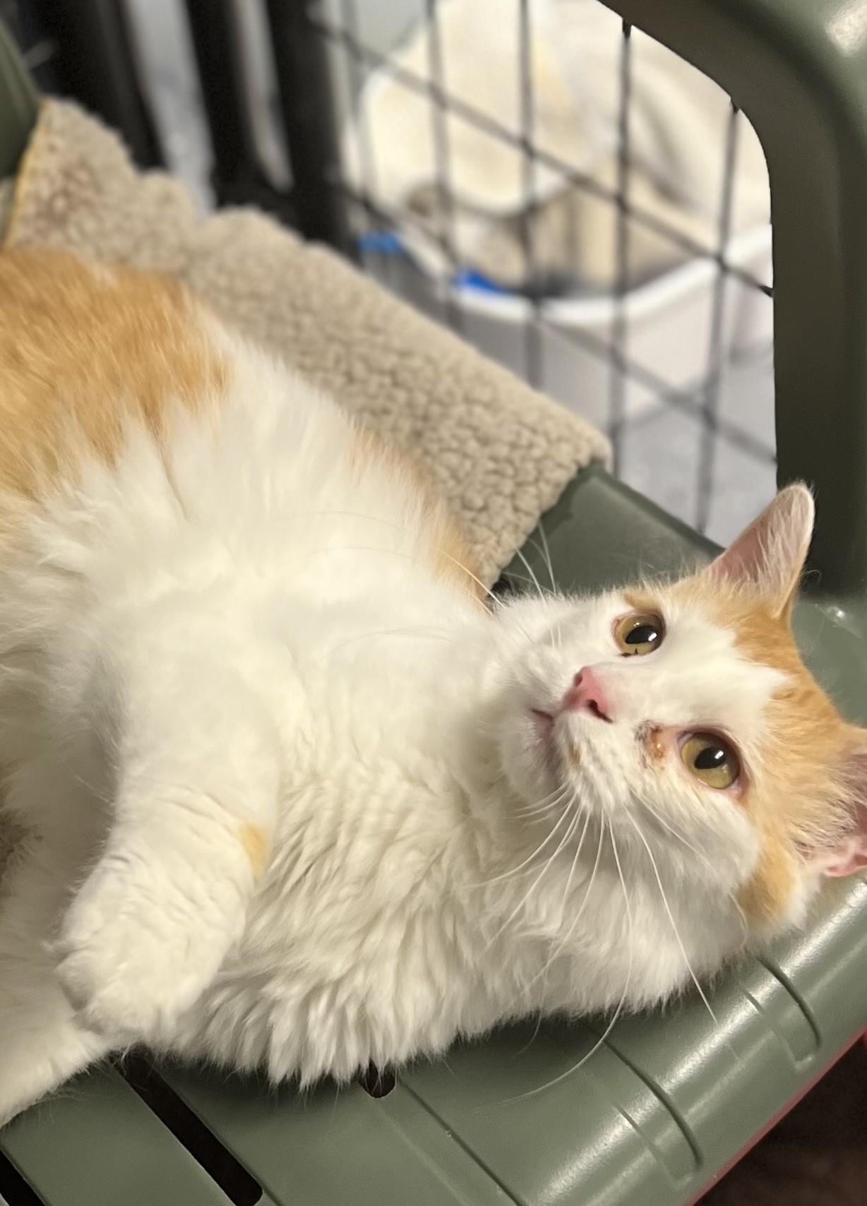 Enlarge Crockett, a Adoptable mixed breed in Holland, MI image 4/4