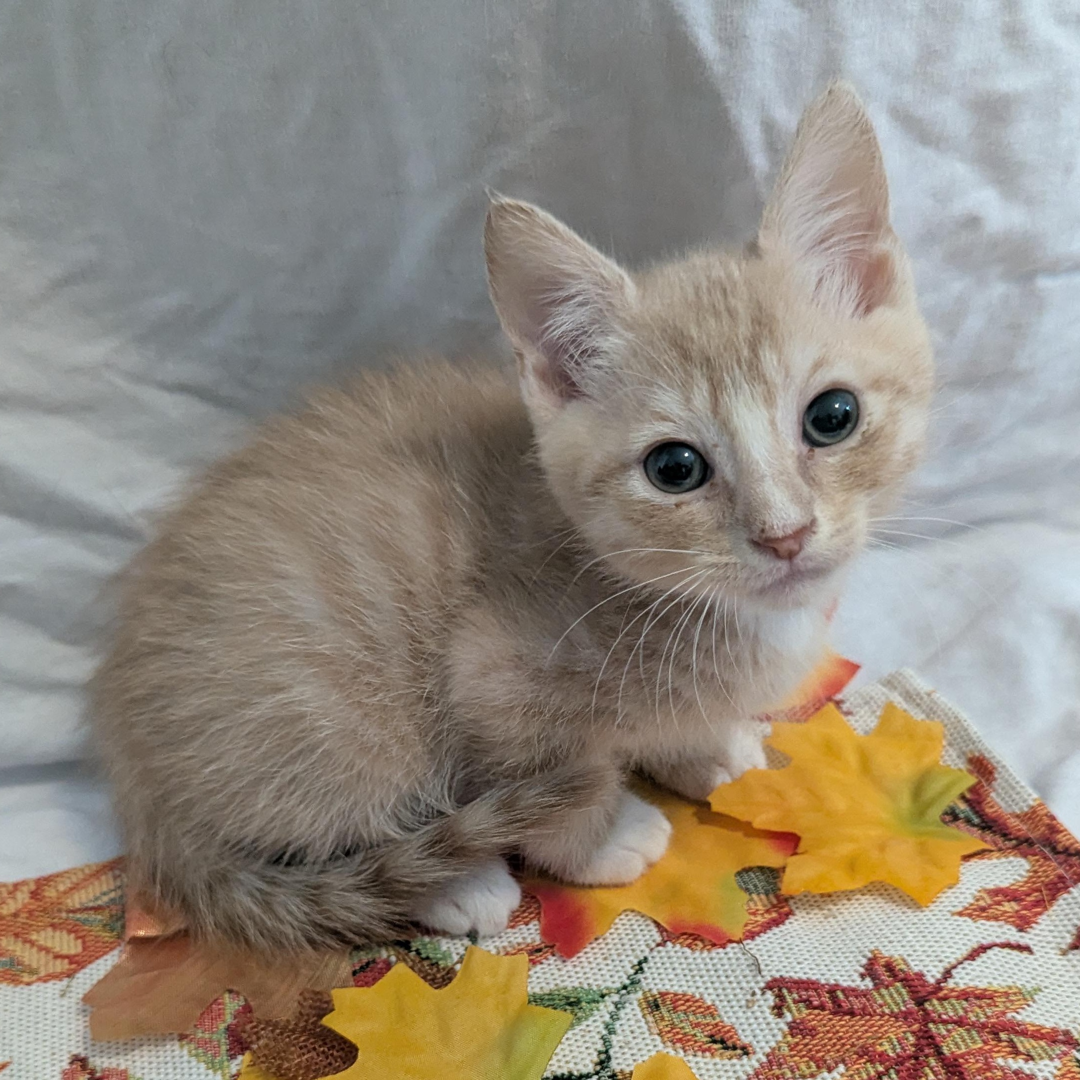 Enlarge Pocus, a Adoptable Domestic Short Hair in Haddon Heights, NJ image 1/3