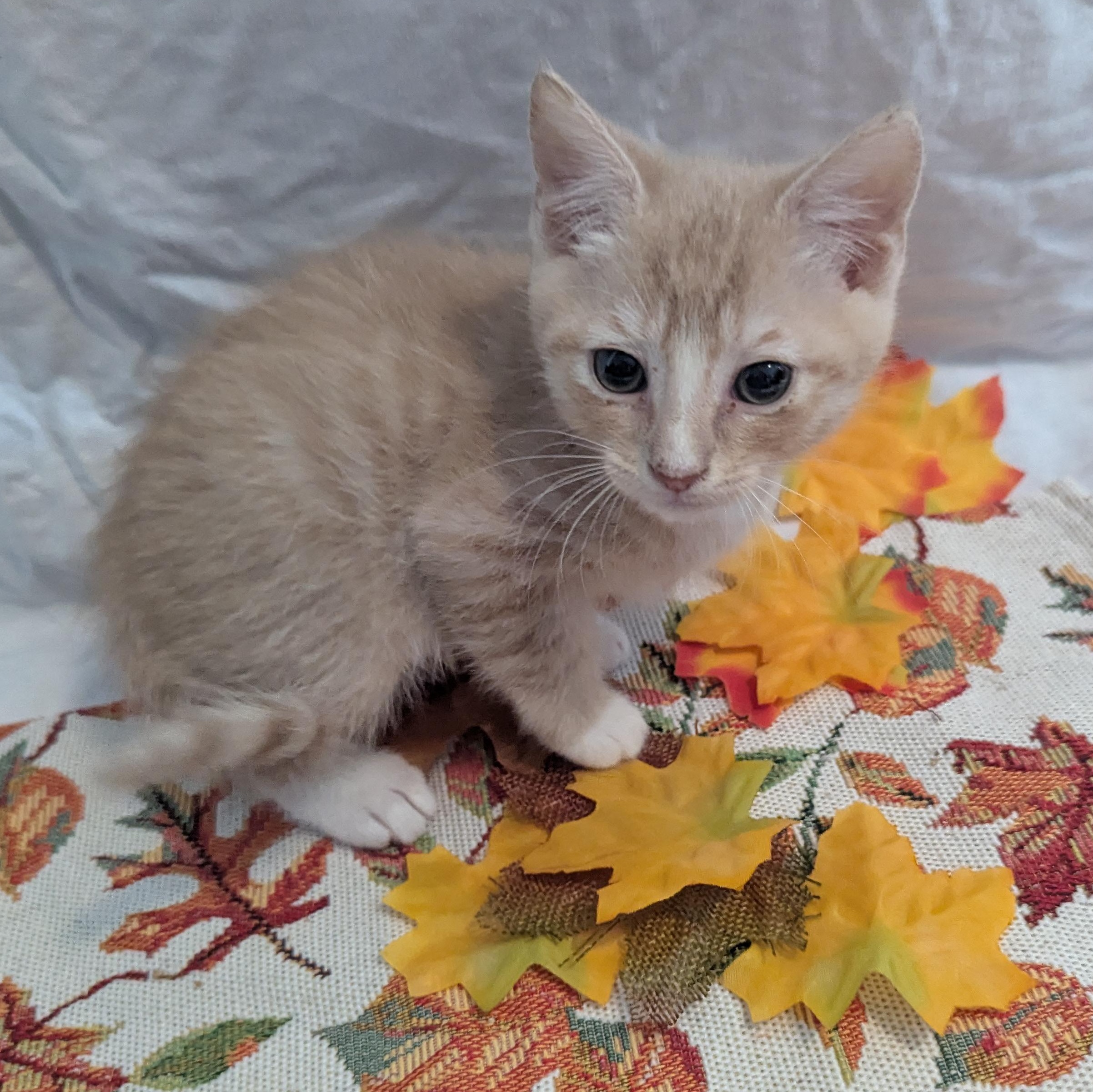 Enlarge Pocus, a Adoptable Domestic Short Hair in Haddon Heights, NJ image 3/3