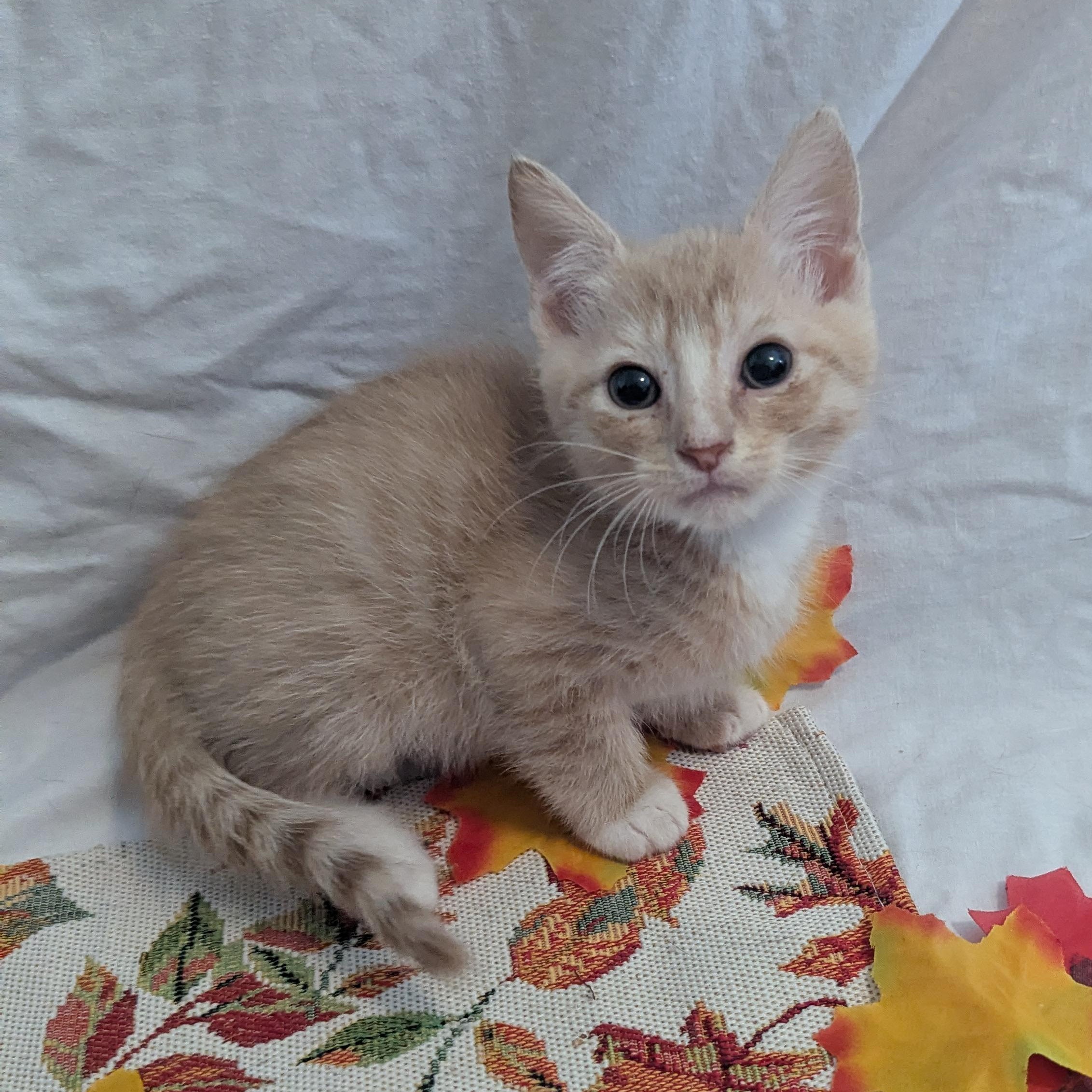 Enlarge Pocus, a Adoptable Domestic Short Hair in Haddon Heights, NJ image 2/3