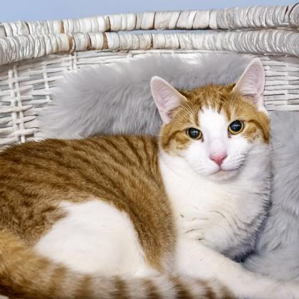 Sunny, Adoptable, Adult Male Domestic Short Hair & Domestic Short Hair.