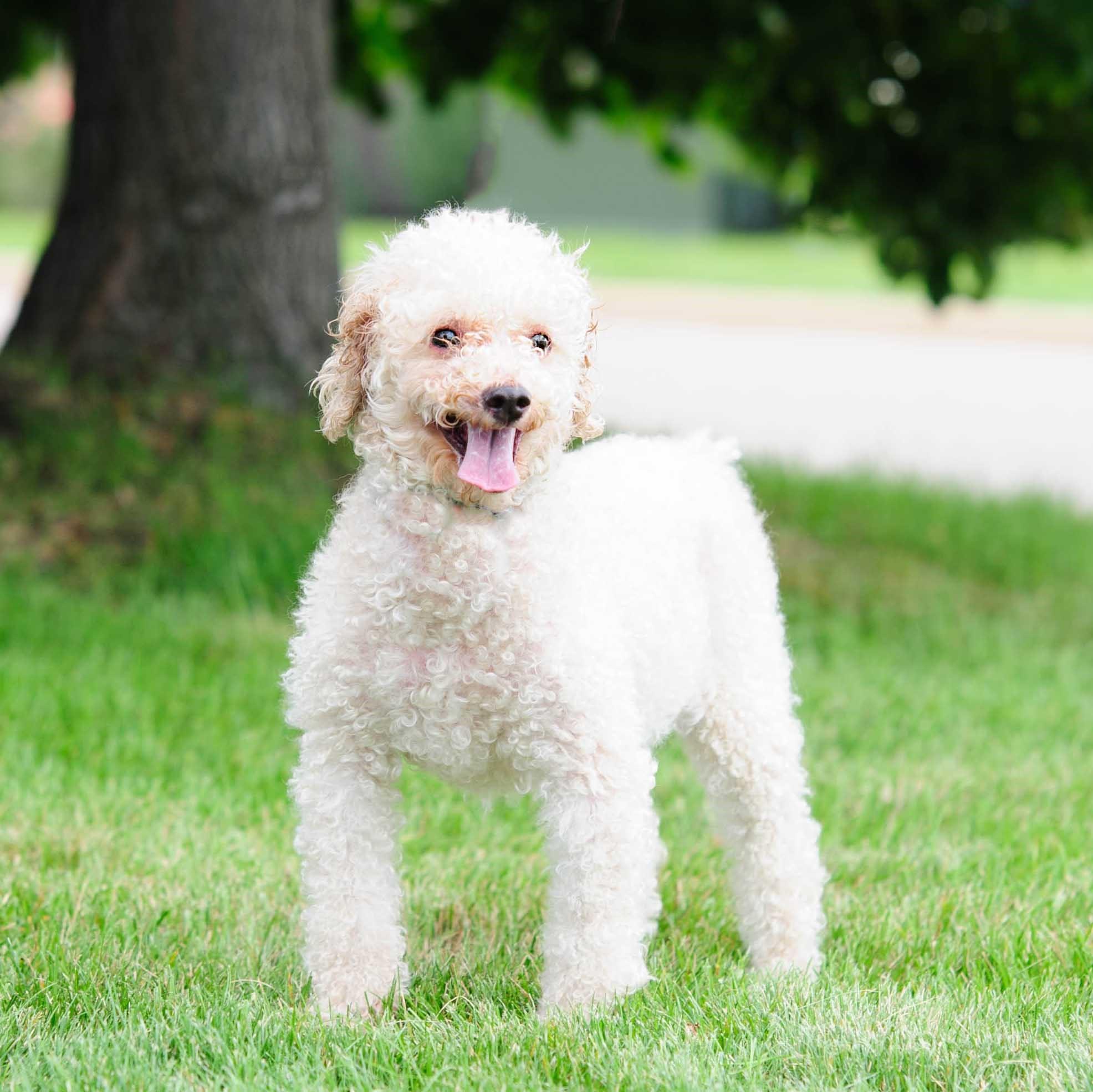 Enlarge Alfie, a Adoptable Poodle in Farmington, MN image 1/6