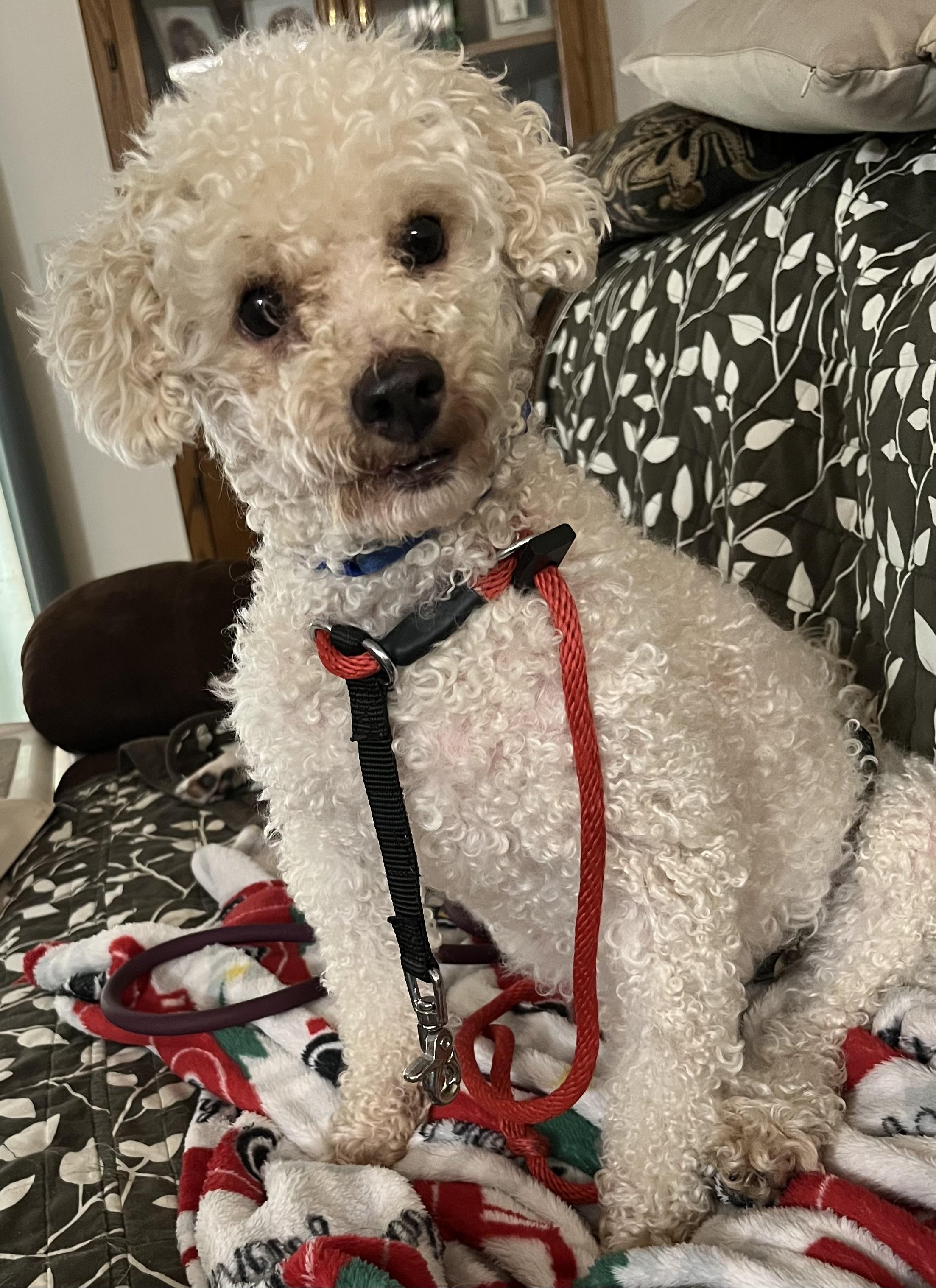 Enlarge Alfie, a Adoptable Poodle in Farmington, MN image 5/6