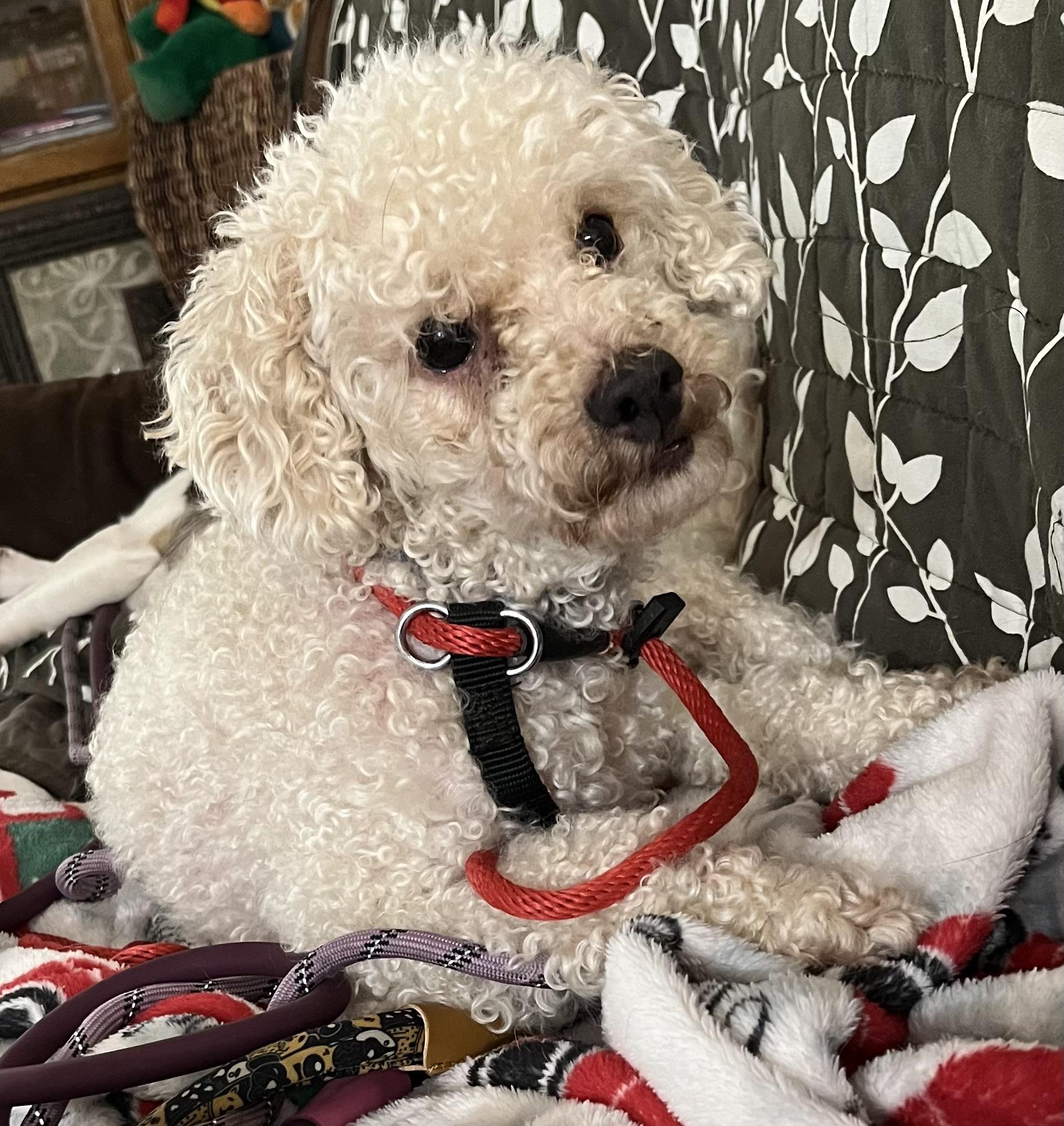 Enlarge Alfie, a Adoptable Poodle in Farmington, MN image 6/6