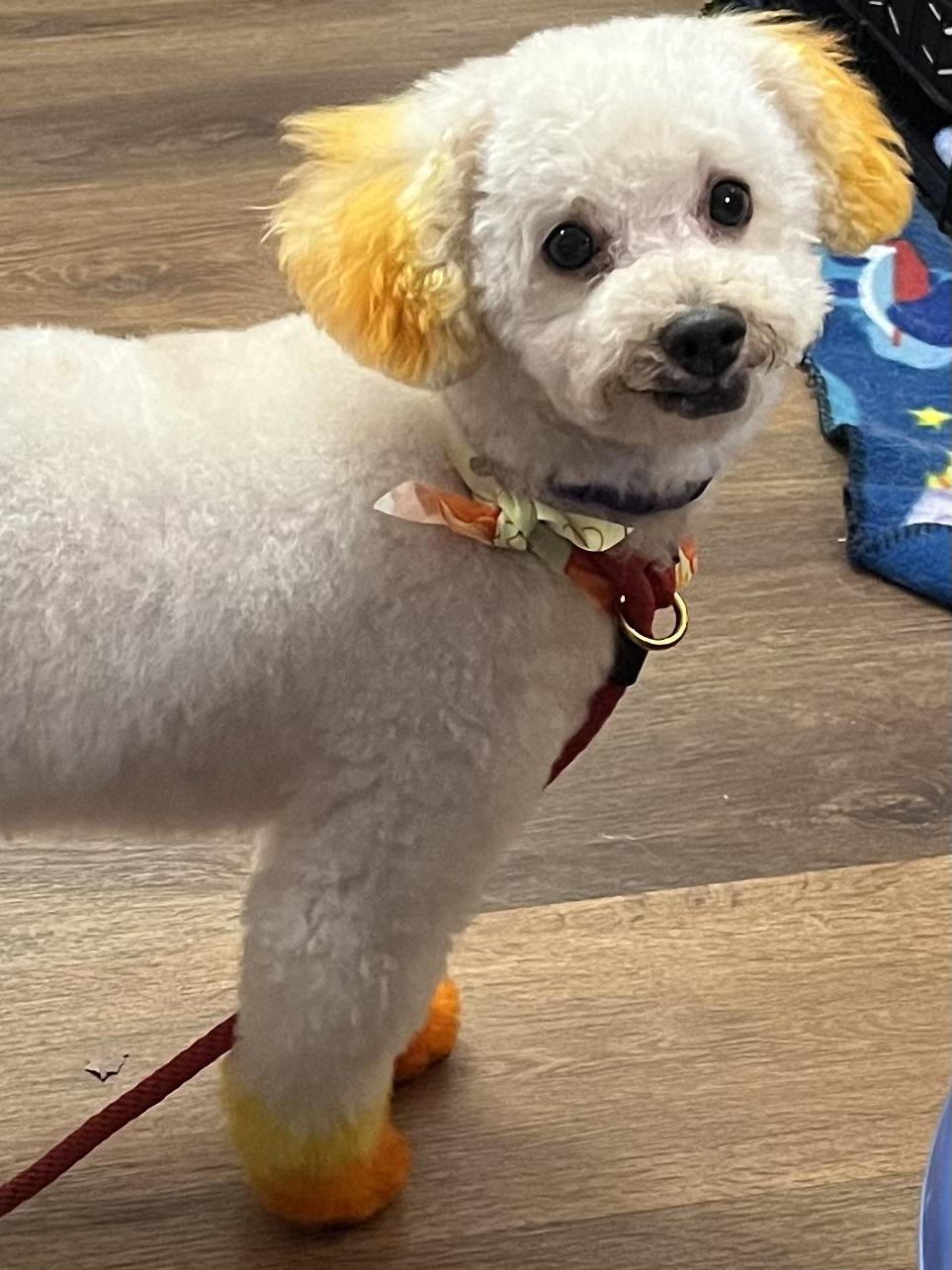Enlarge Alfie, a Adoptable Poodle in Farmington, MN image 2/6