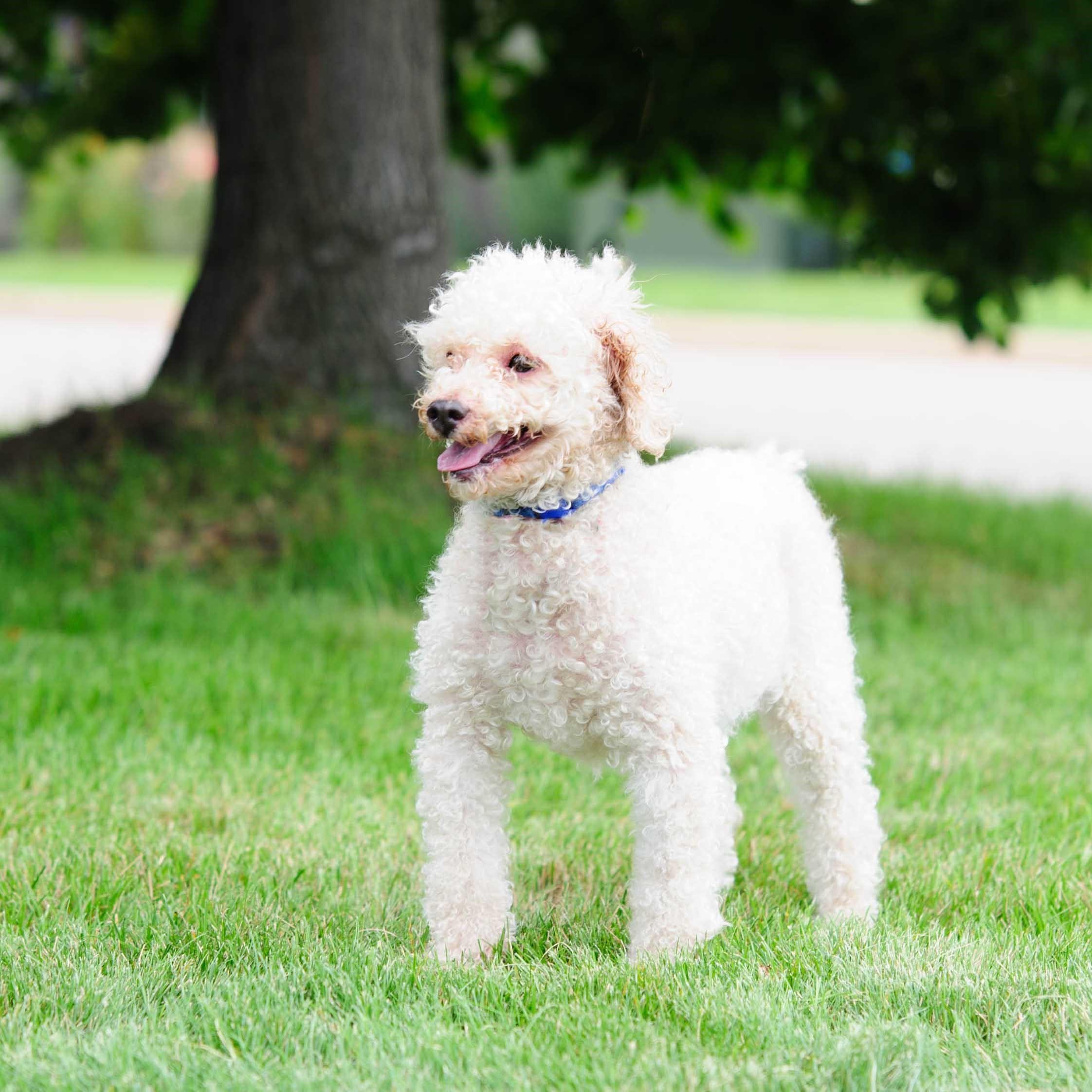 Enlarge Alfie, a Adoptable Poodle in Farmington, MN image 4/6