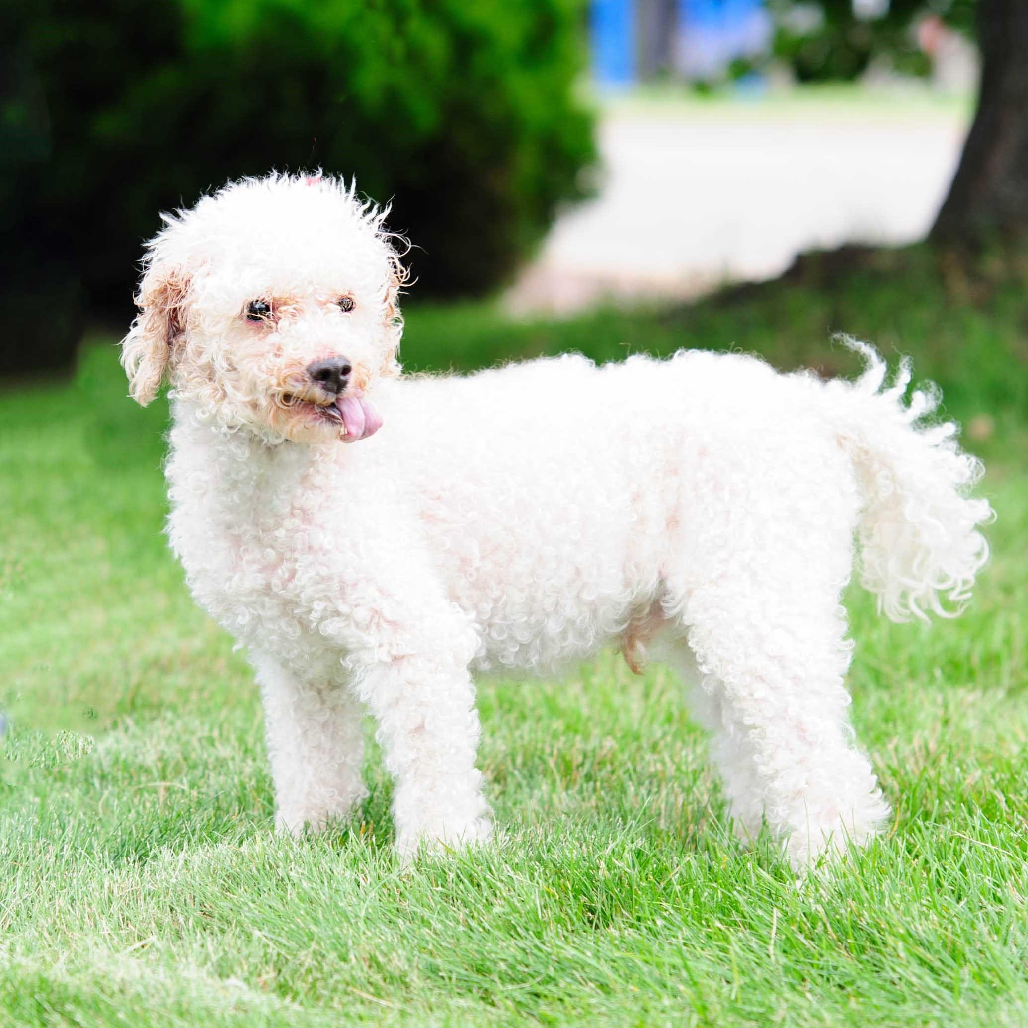 Enlarge Alfie, a Adoptable Poodle in Farmington, MN image 3/6