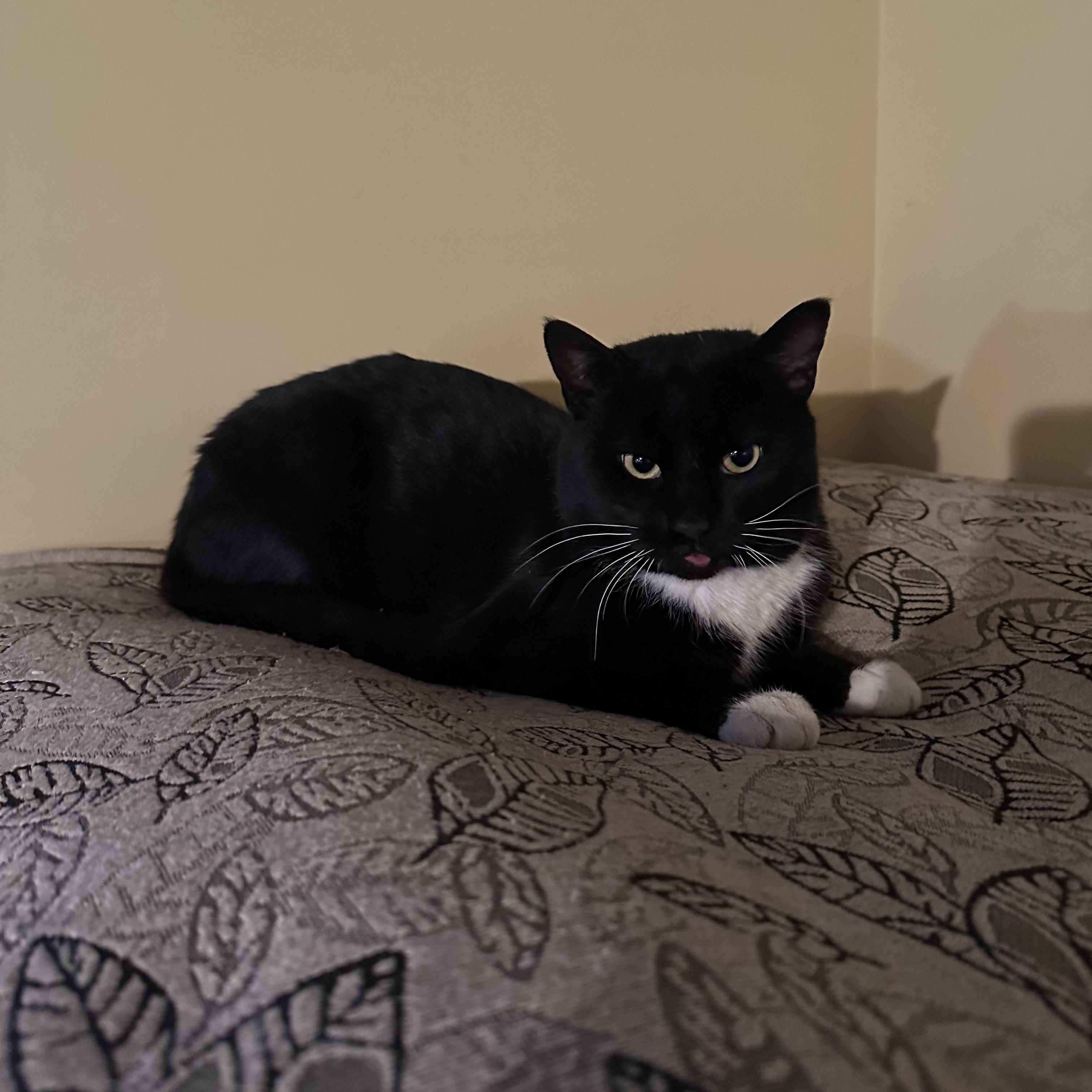 Terry, ADOPTABLE, Young Male Tuxedo.