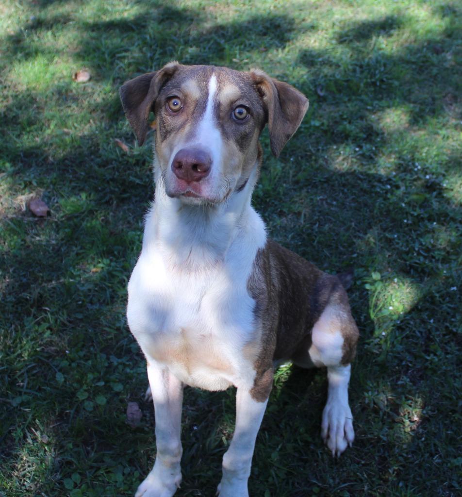 Ralphie, Adoptable, Adult Male Mixed Breed.