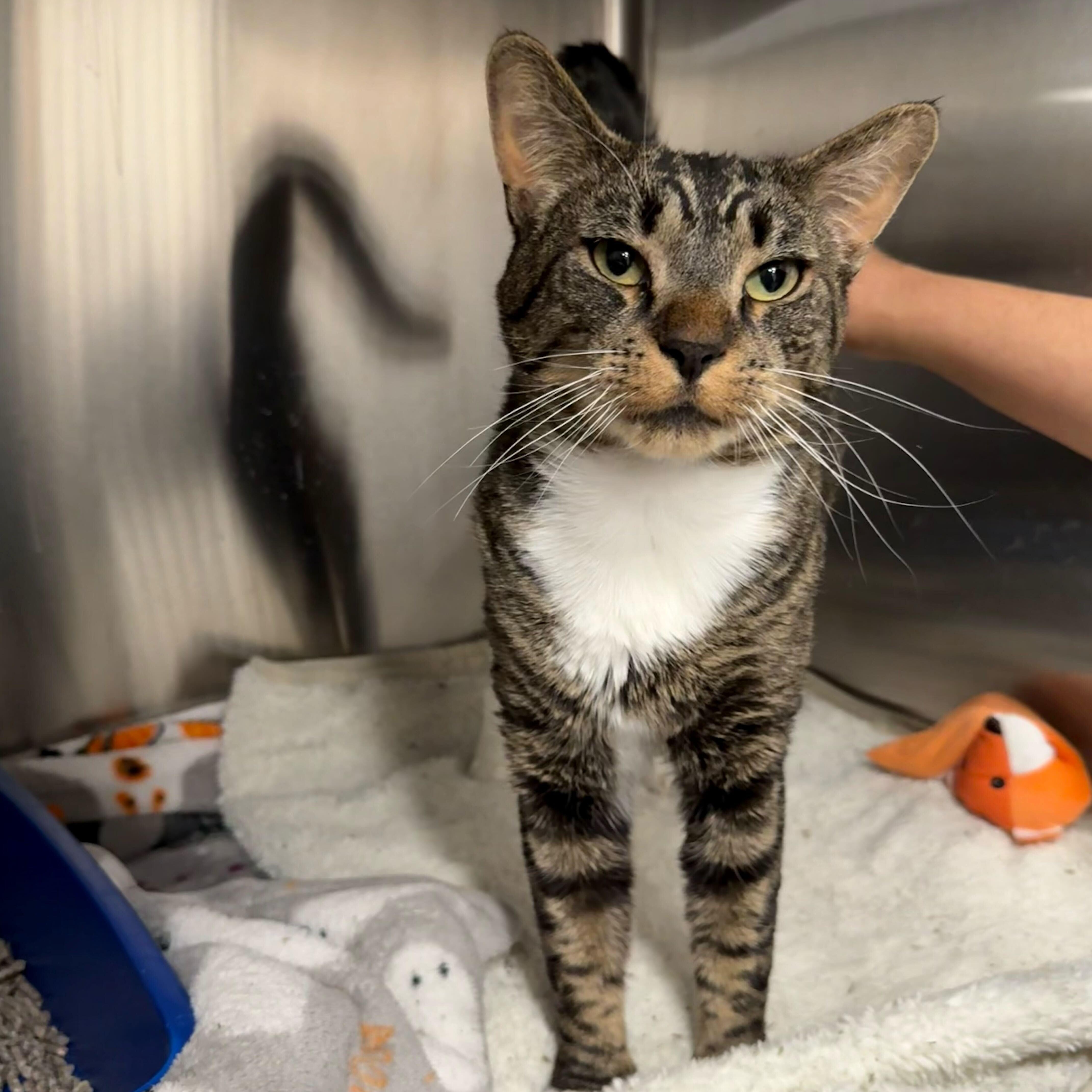 Sweet Pickles, a ADOPTABLE Domestic Short Hair in Waltham, MA image 1/4