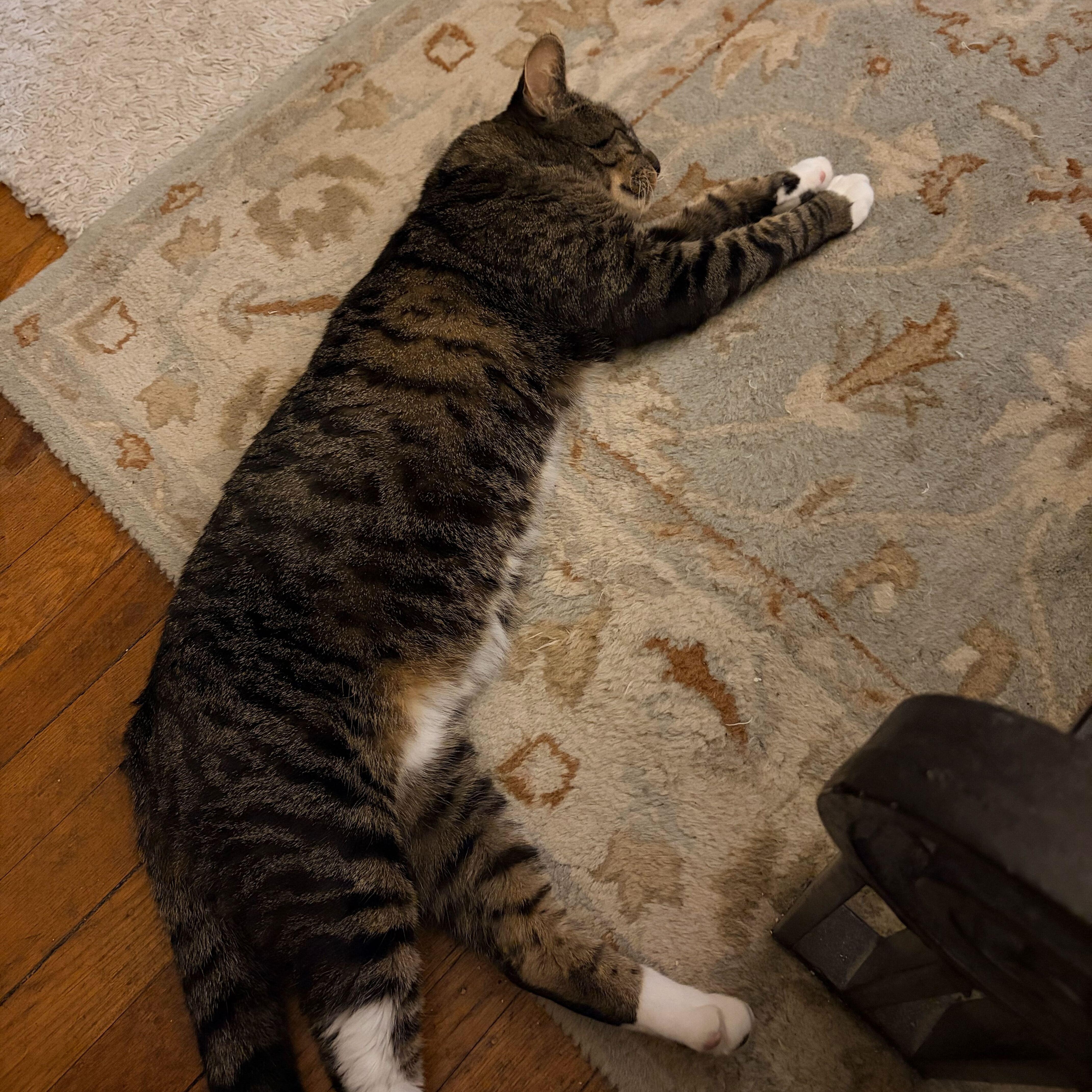 Sweet Pickles, a ADOPTABLE Domestic Short Hair in Waltham, MA image 4/4