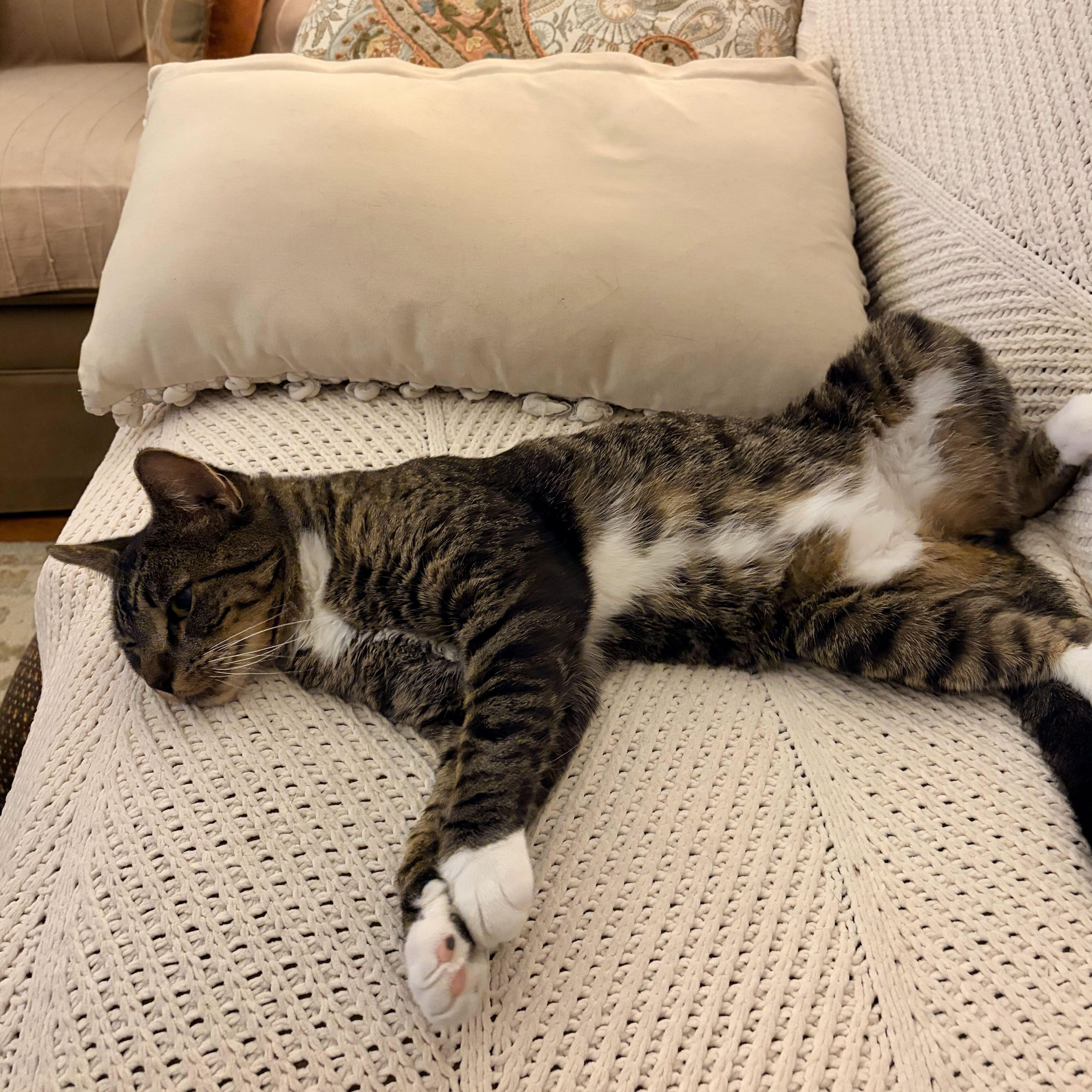 Sweet Pickles, a ADOPTABLE Domestic Short Hair in Waltham, MA image 2/4