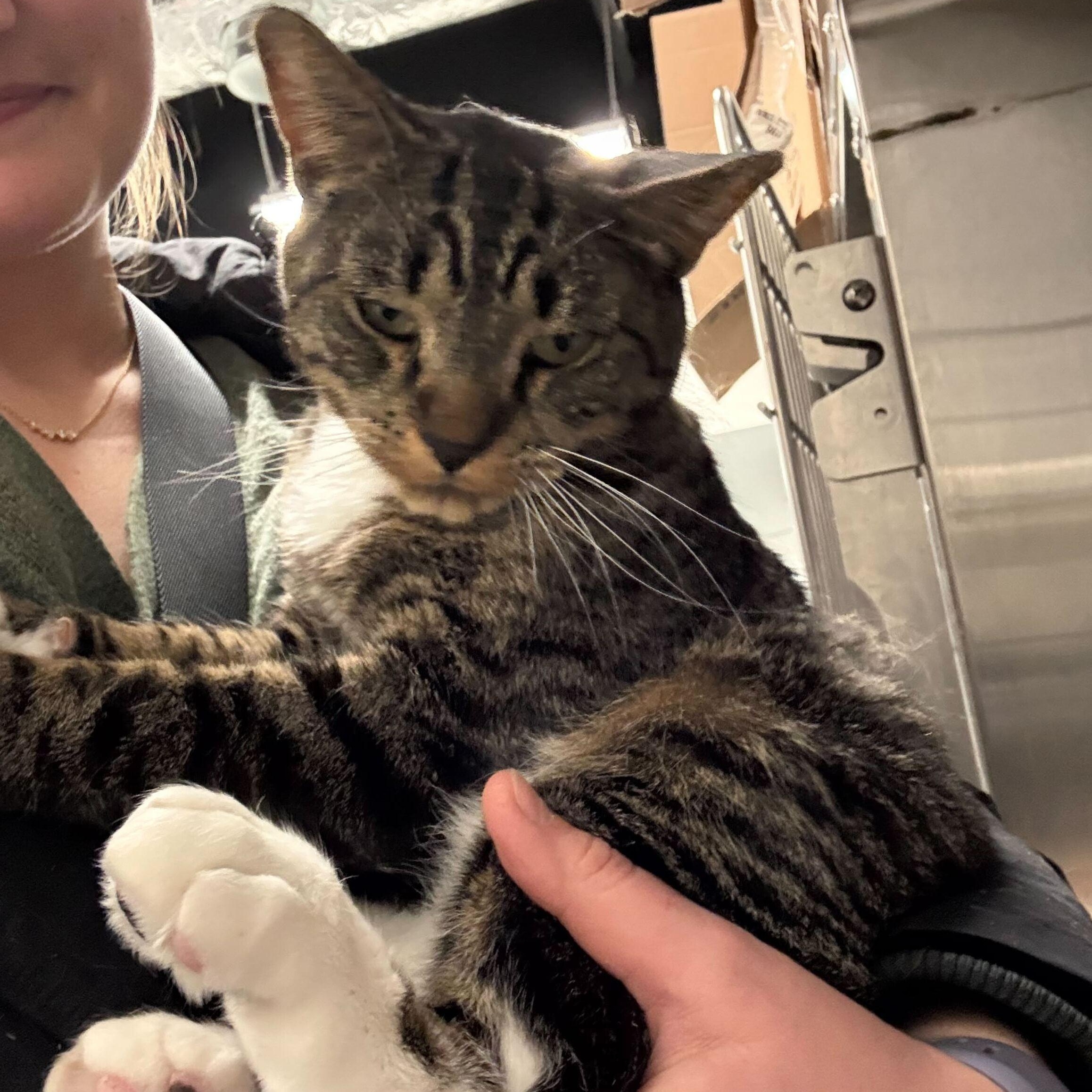 Sweet Pickles, a ADOPTABLE Domestic Short Hair in Waltham, MA image 3/4