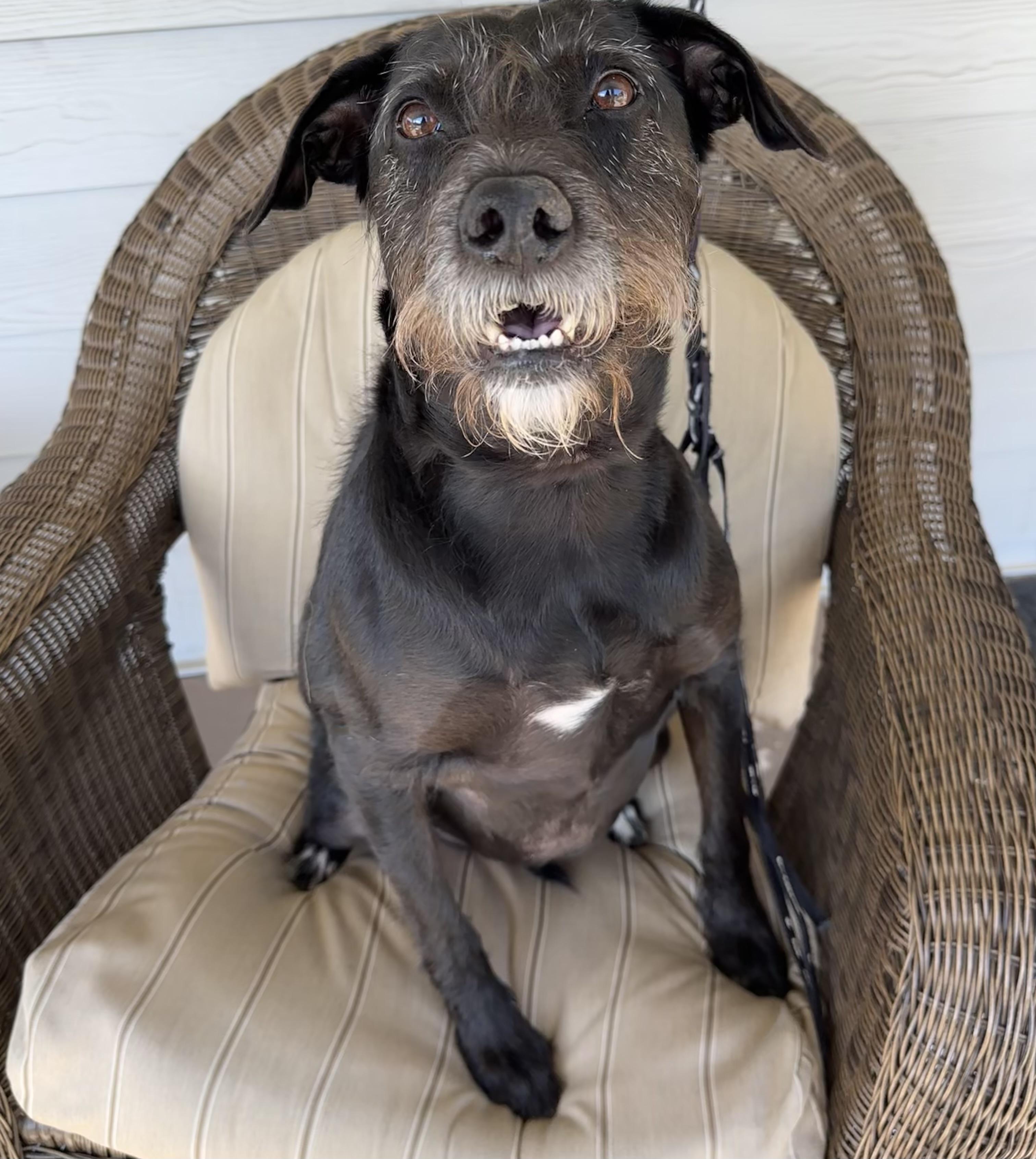 Enlarge Franki, a Adoptable mixed breed in Lawrenceville, GA image 1/6