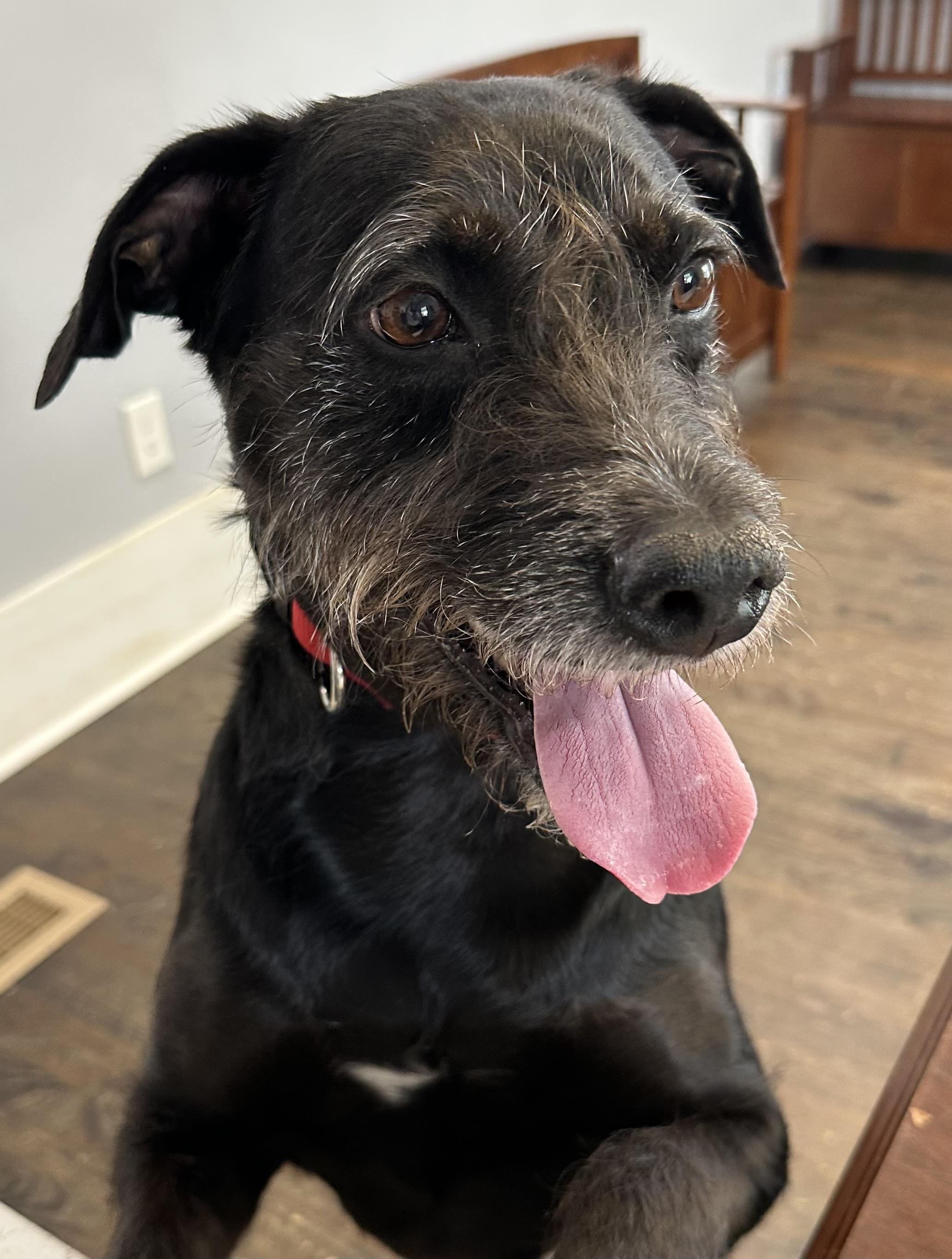 Enlarge Franki, a Adoptable mixed breed in Lawrenceville, GA image 2/6