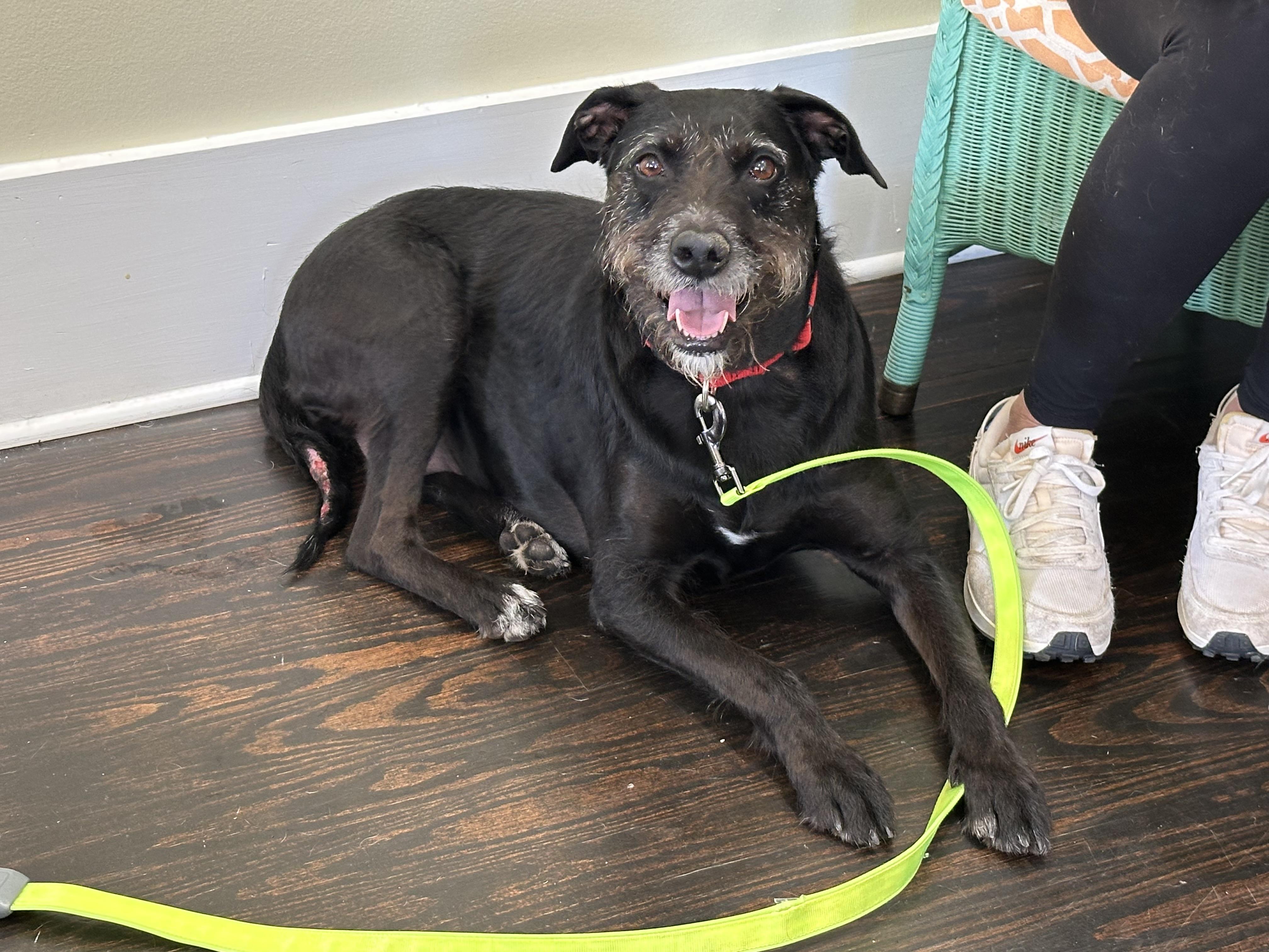 Enlarge Franki, a Adoptable mixed breed in Lawrenceville, GA image 3/6