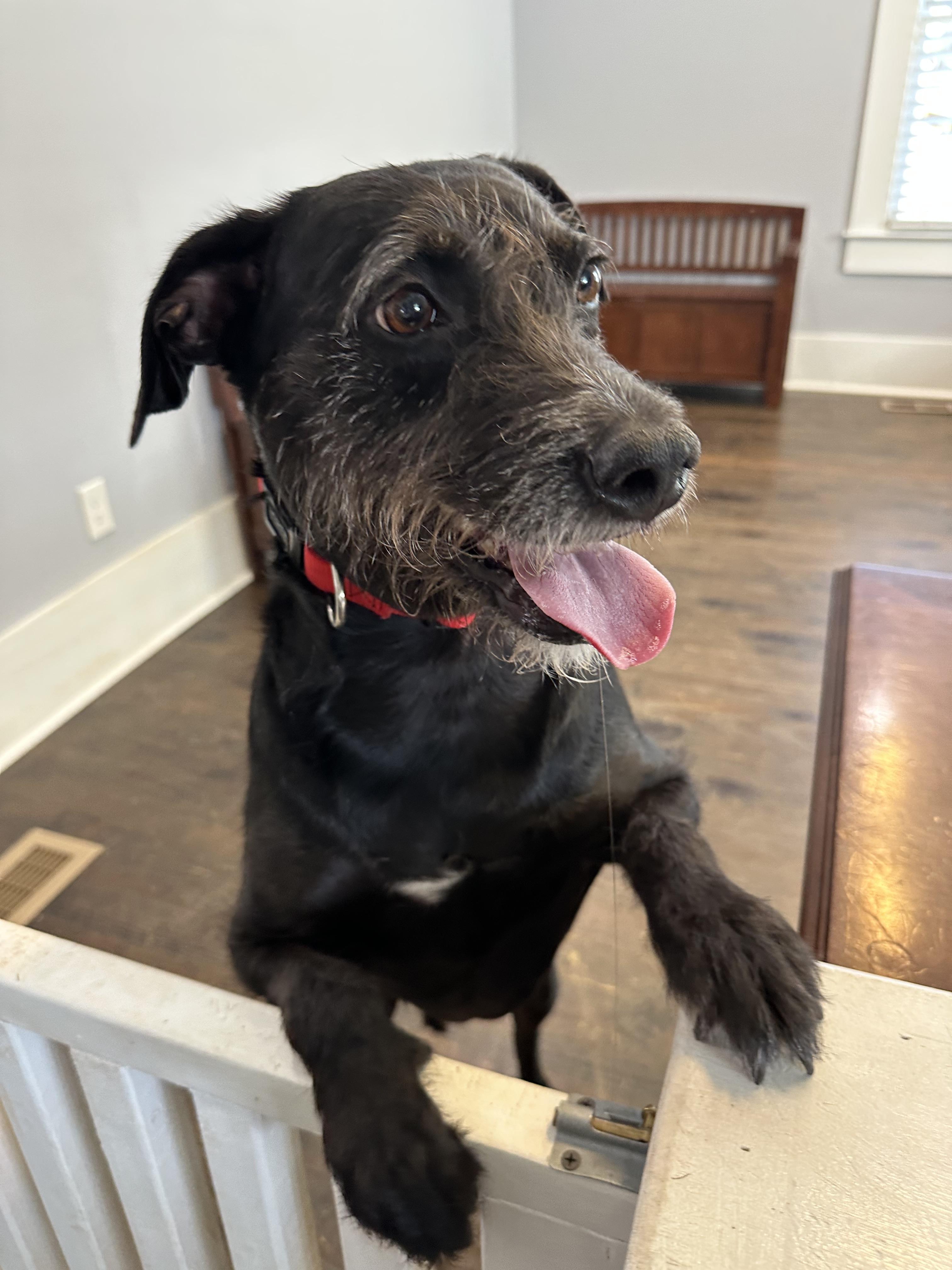 Enlarge Franki, a Adoptable mixed breed in Lawrenceville, GA image 5/6