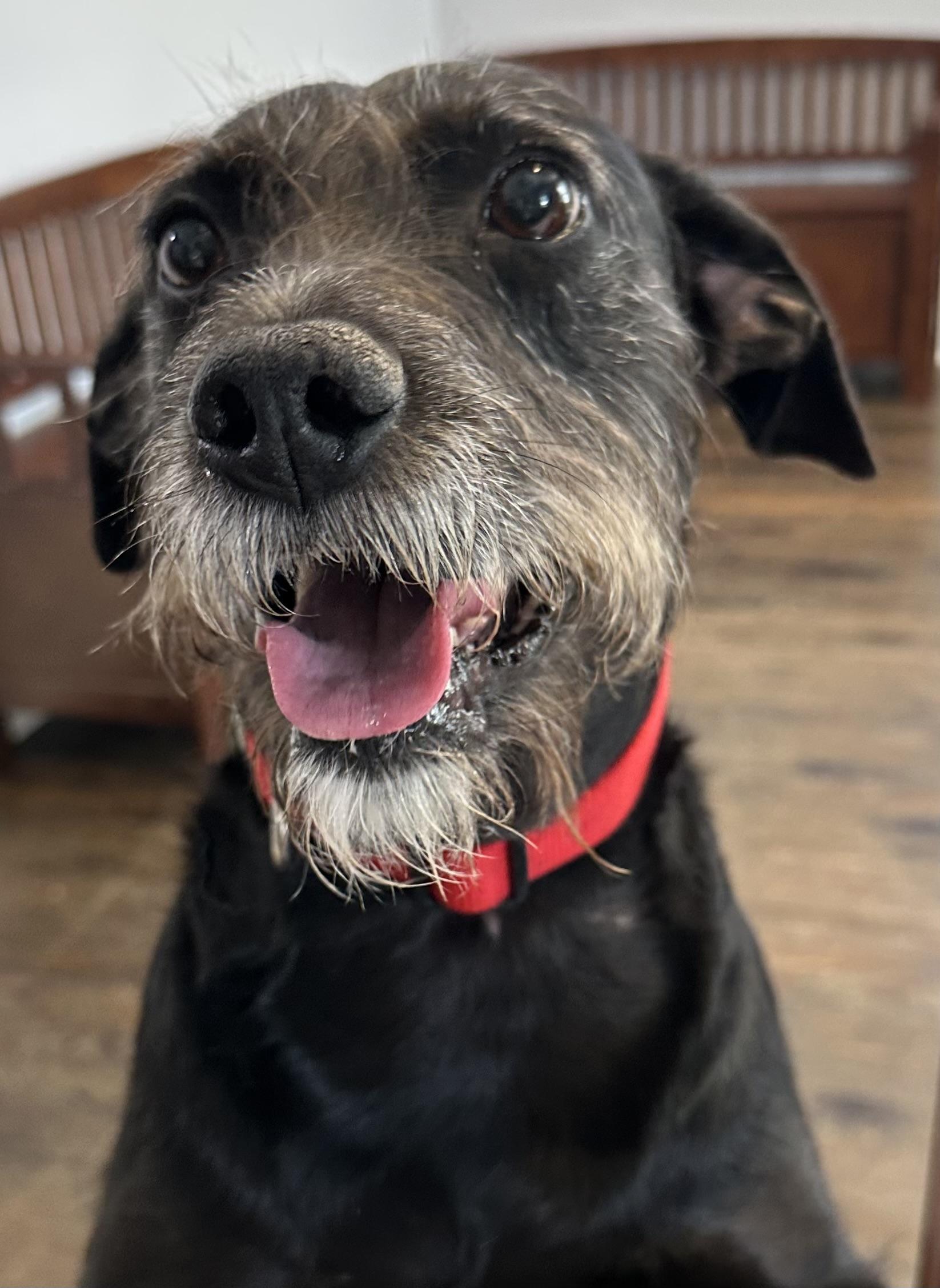 Enlarge Franki, a Adoptable mixed breed in Lawrenceville, GA image 6/6